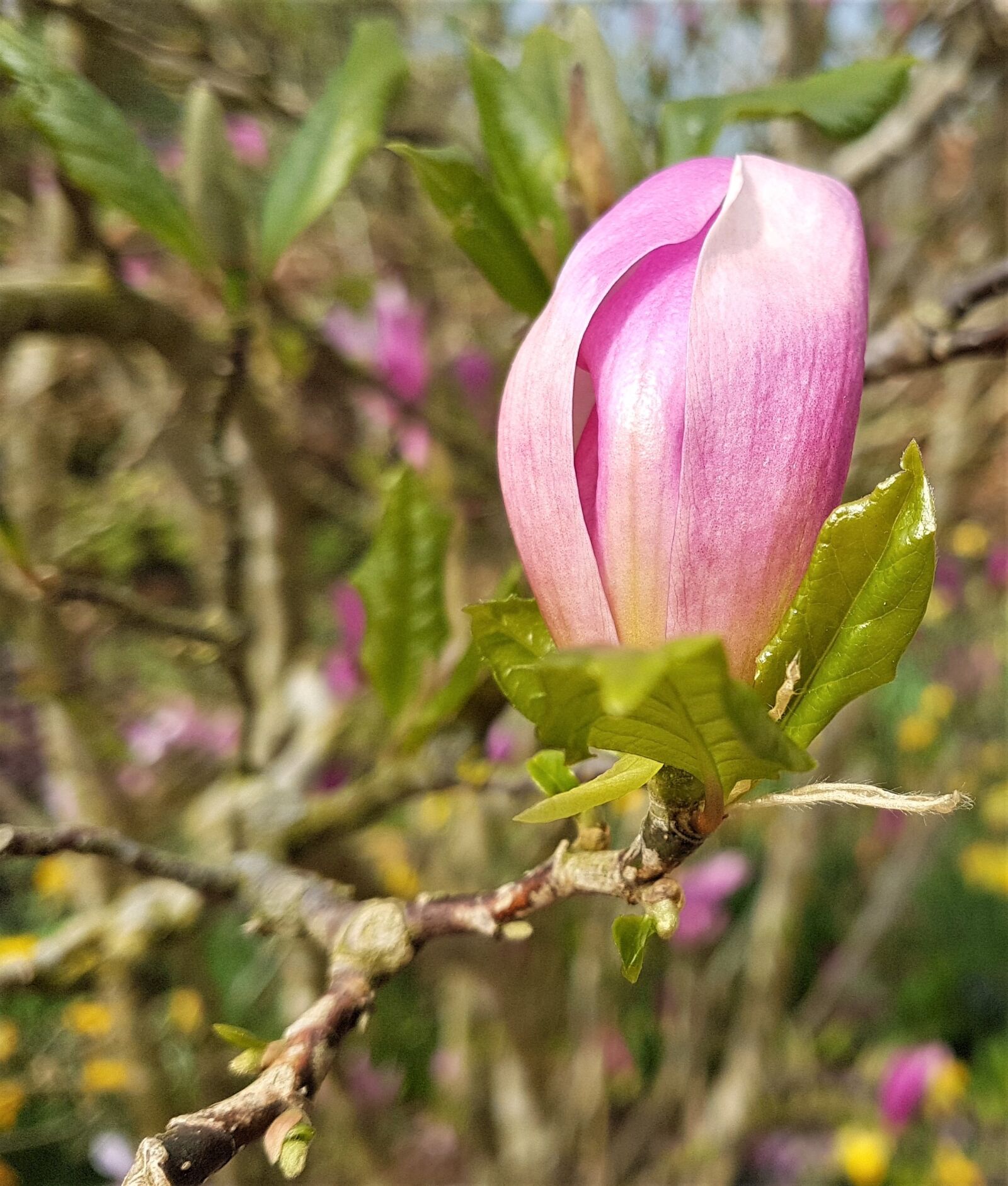 Samsung Galaxy S7 Edge sample photo. Flower, nature, flora photography