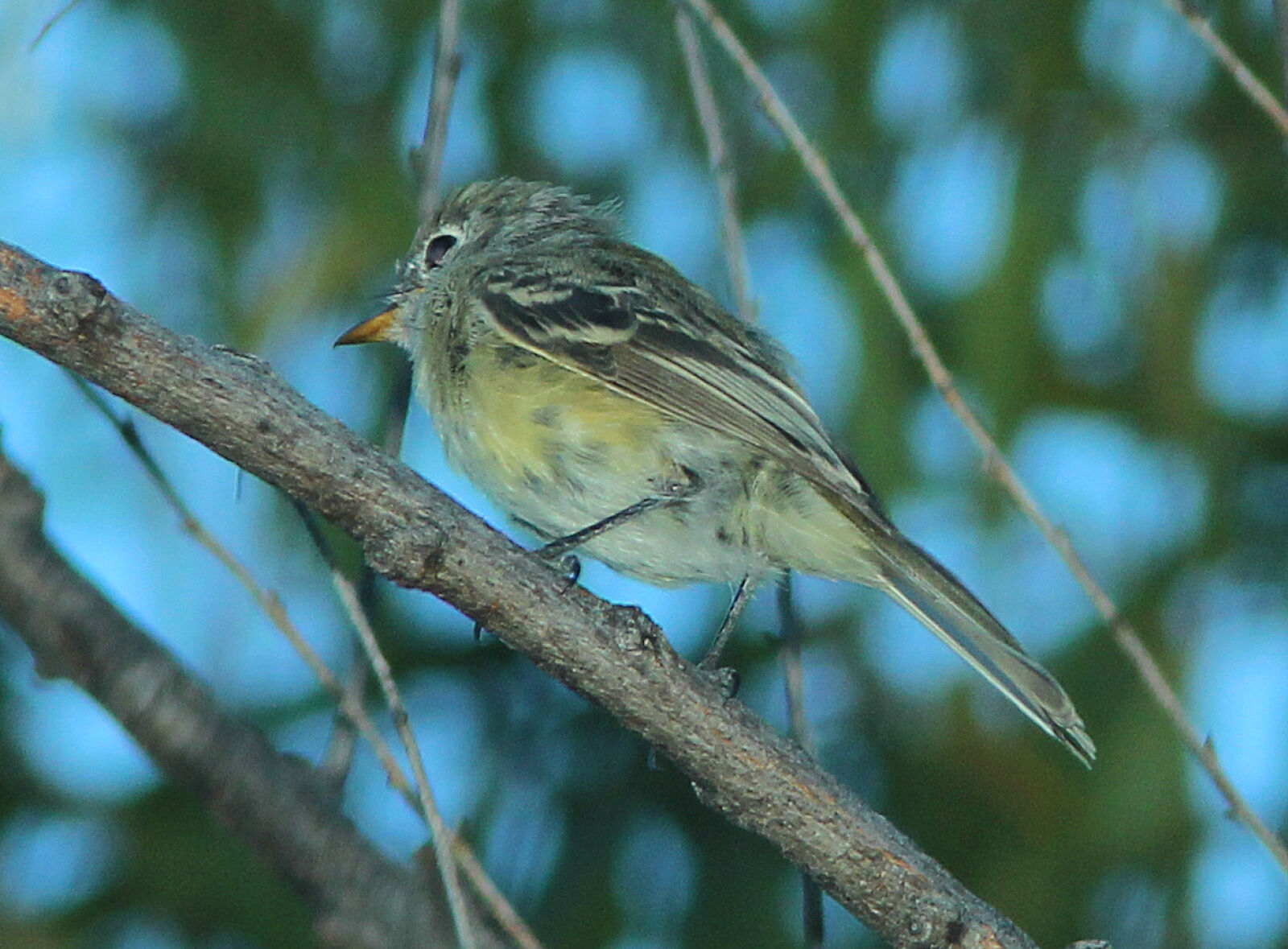 Canon EF 300mm F4L IS USM sample photo