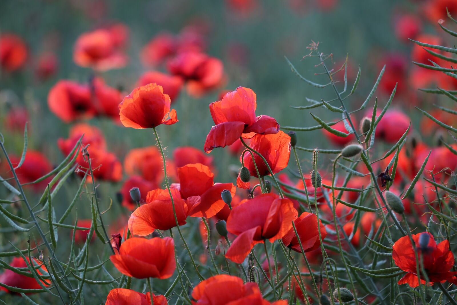 Canon EOS 6D + Canon EF 70-300 F4-5.6 IS II USM sample photo. Red poppies, blooming, blossom photography