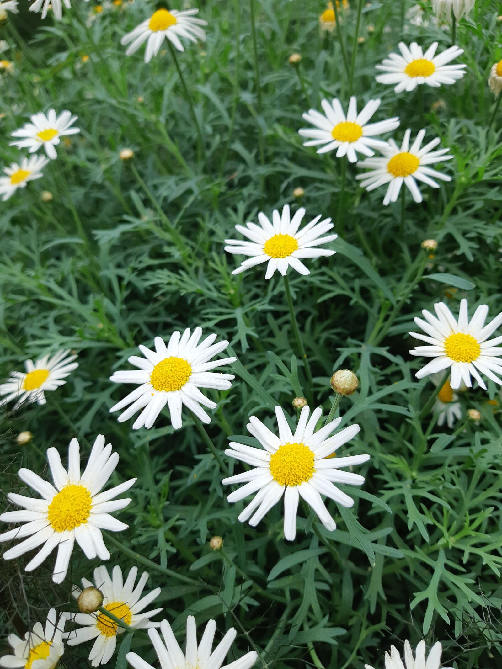 Samsung Galaxy A8(2018) sample photo. Flowers, white, nature photography