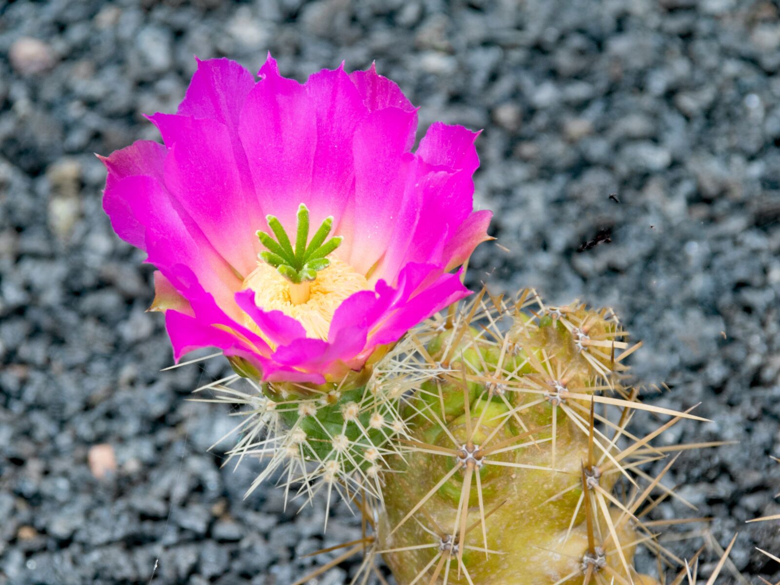 Nikon D5300 sample photo. Jardin de cactus, cactus photography