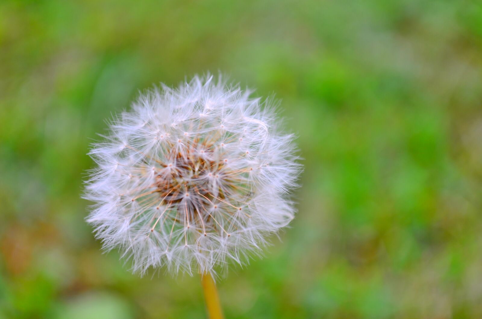 Nikon D5100 sample photo. Dandelion, nature, flower photography