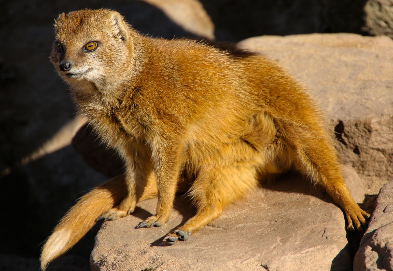 Canon EOS 70D sample photo. Animal, fuchsmanguste, tiergarten photography