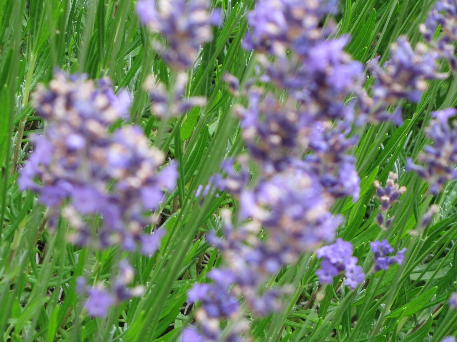Canon PowerShot SX210 IS sample photo. Lavender, flower, purple photography