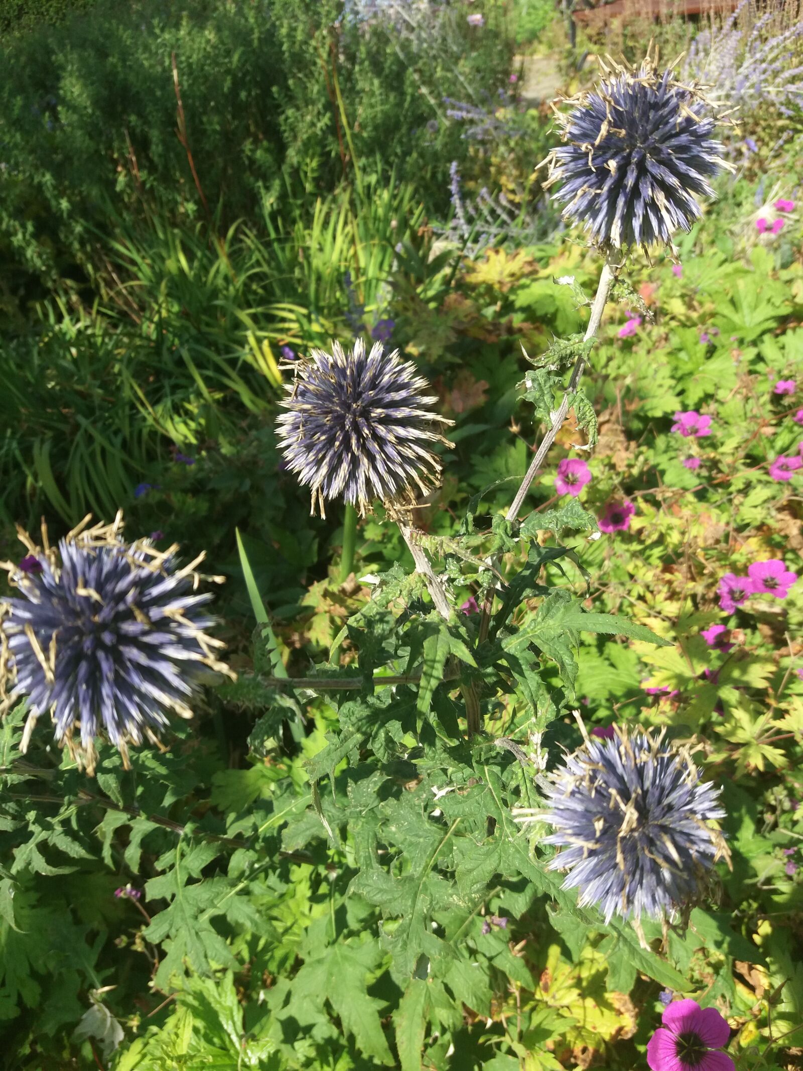Samsung Galaxy J5(2016) sample photo
