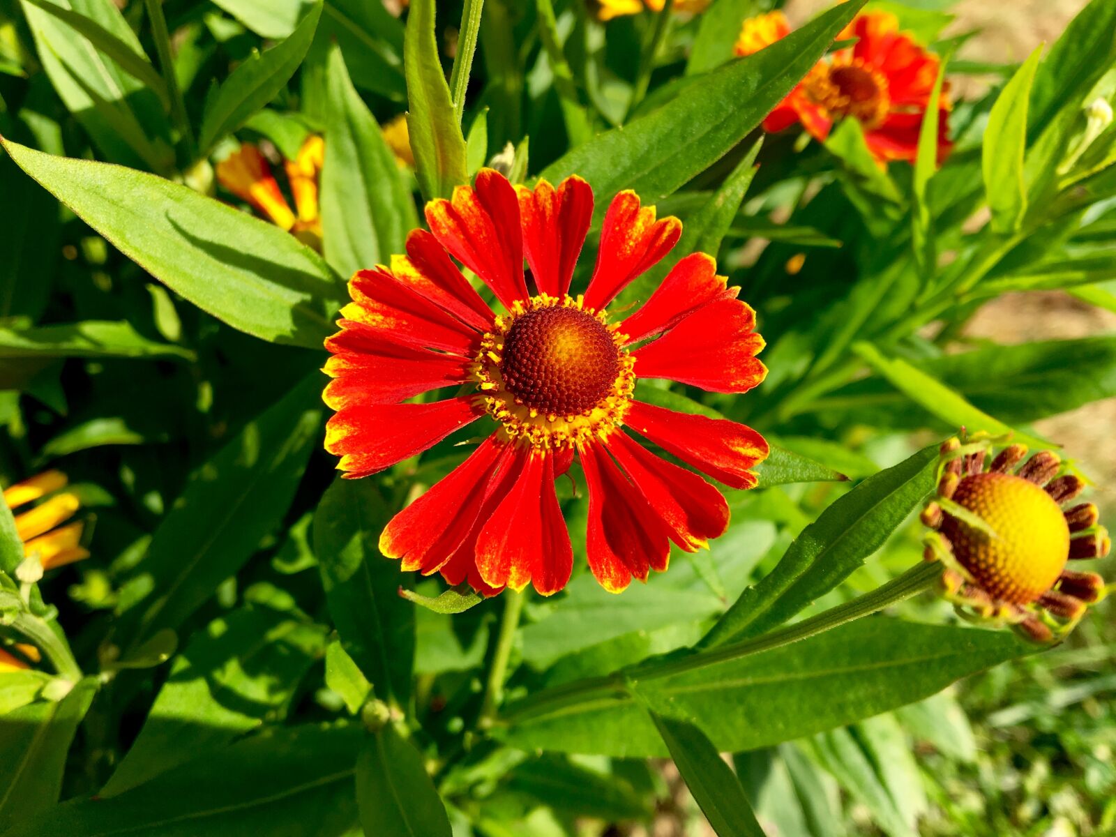 Apple iPhone 6s sample photo. Flower, garden, red photography