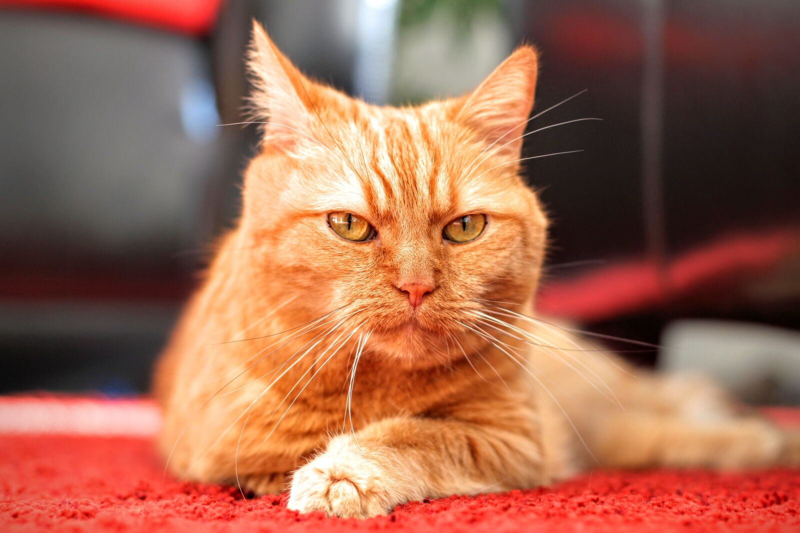 Canon EOS 600D (Rebel EOS T3i / EOS Kiss X5) + Canon EF 50mm F1.4 USM sample photo. Cat, attention, focused photography