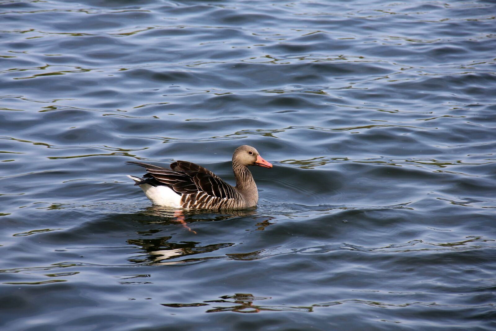 Canon EOS 550D (EOS Rebel T2i / EOS Kiss X4) sample photo. Water, animal, duck photography