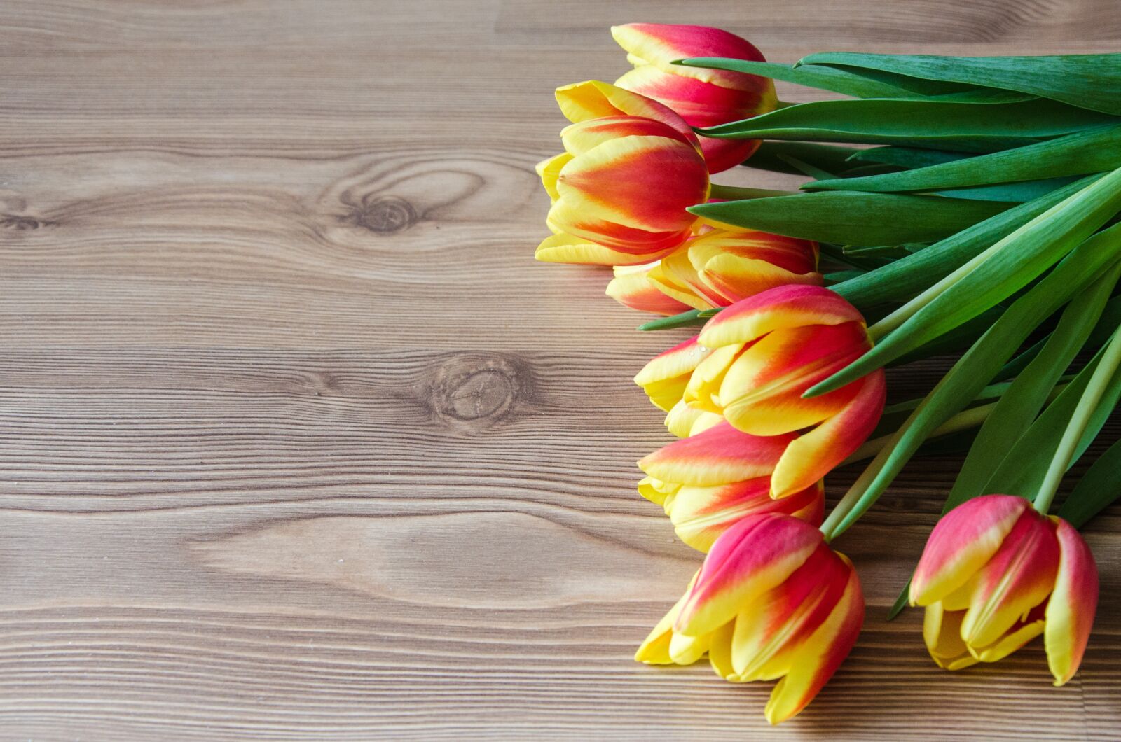 Nikon D5100 sample photo. Tulips, spring, background photography