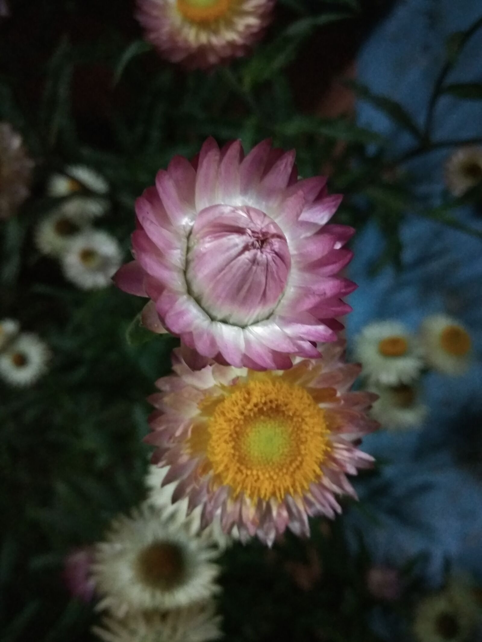 Xiaomi Redmi Note3 sample photo
