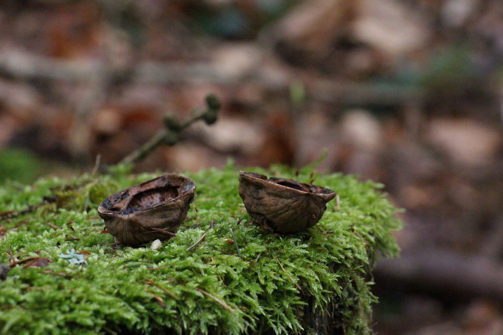 Canon EOS 700D (EOS Rebel T5i / EOS Kiss X7i) sample photo. Nature, wood, moss photography