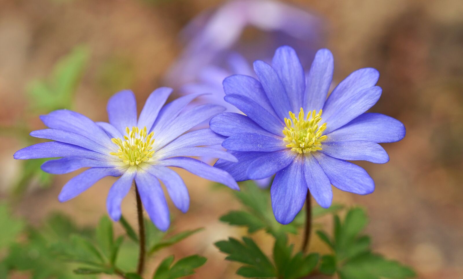 Nikon D5100 sample photo. Nature, flower, plant photography