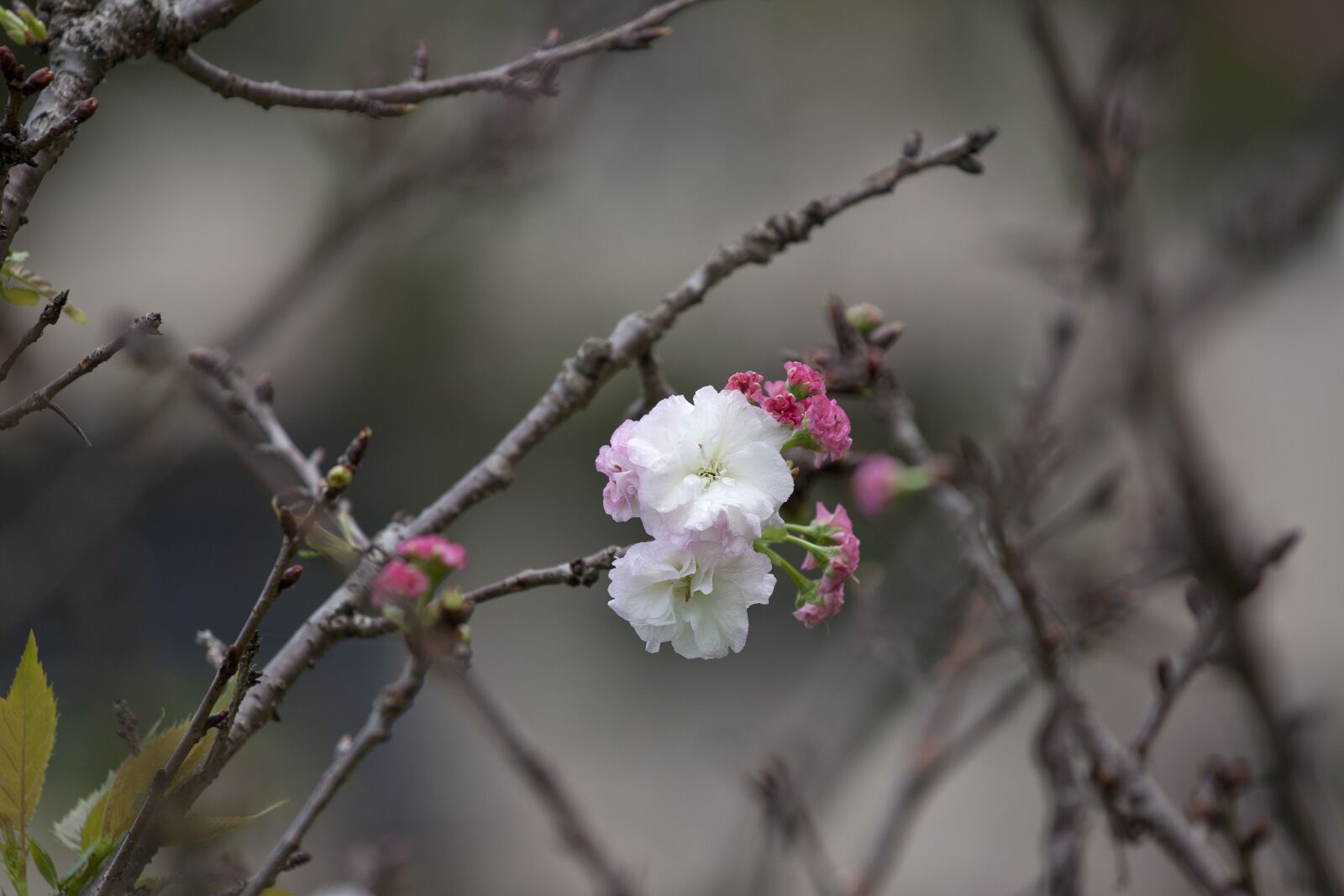 Canon EOS 500D (EOS Rebel T1i / EOS Kiss X3) sample photo. Plant, cherry blossoms, chrysanthemum photography