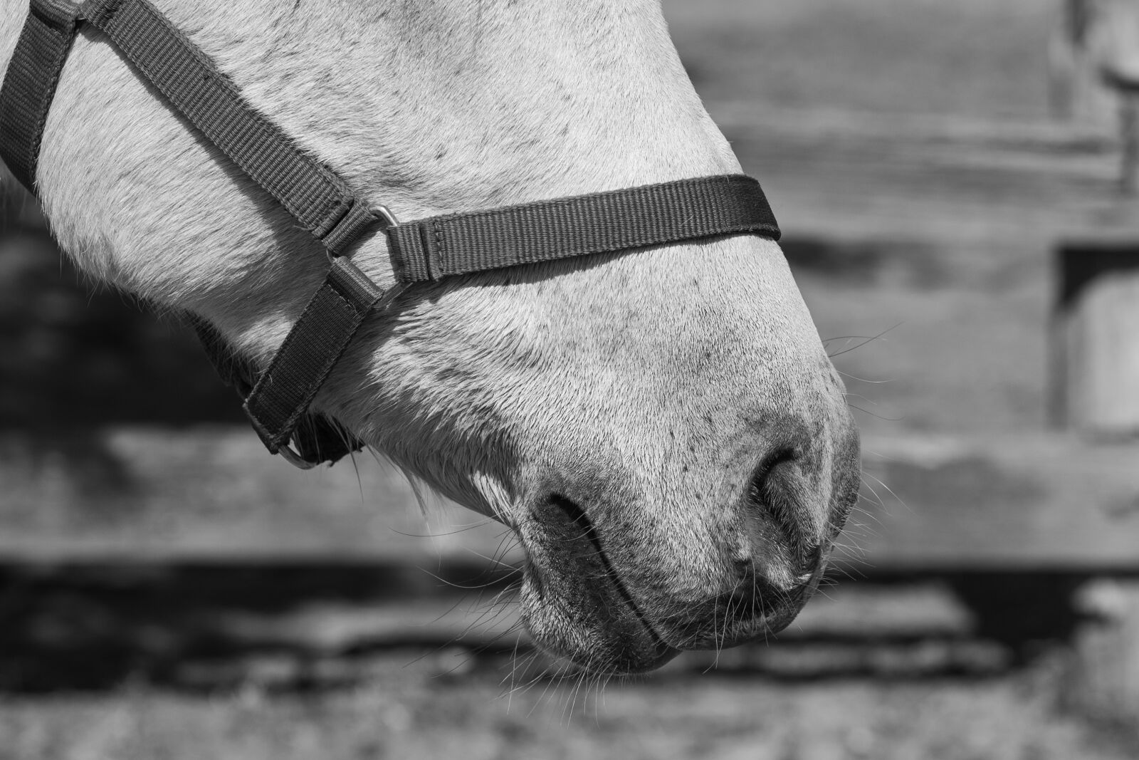 Nikon D750 sample photo. Pony, horse, equine photography