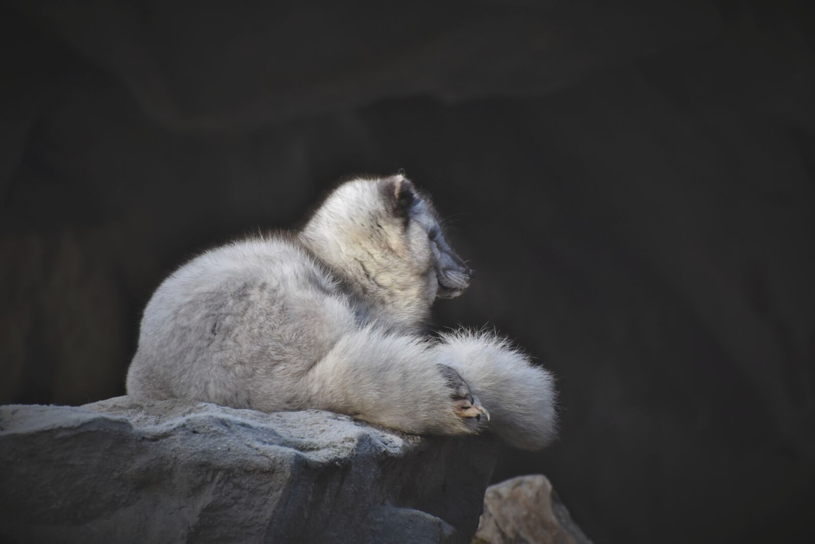 Nikon D7200 sample photo. Arctic fox, fuchs, wild photography