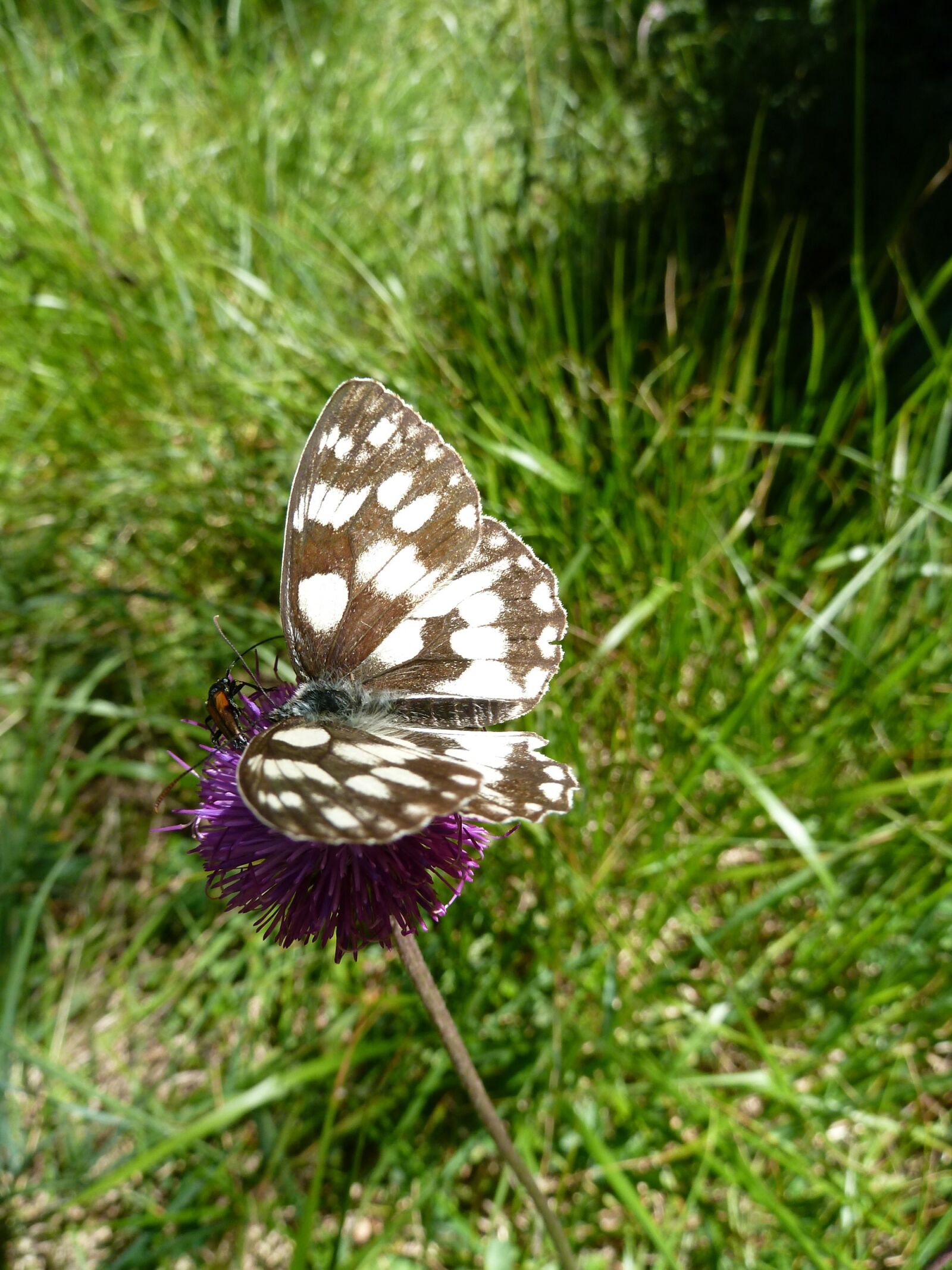Panasonic Lumix DMC-ZS5 (Lumix DMC-TZ8) sample photo. Butterfly, beetle, flower photography