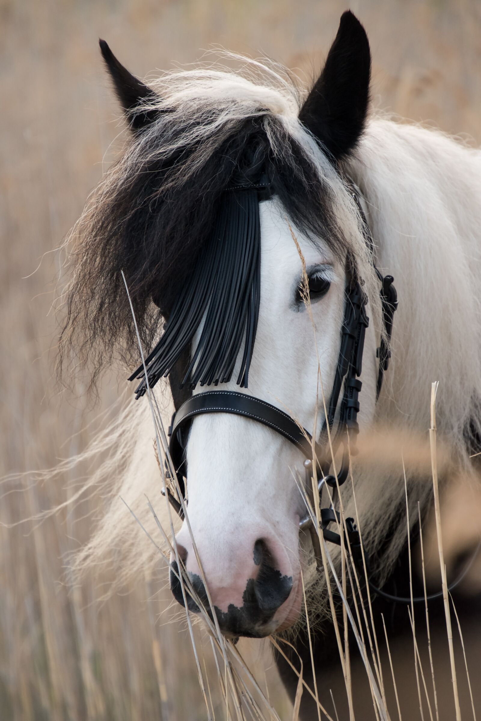 Nikon D5600 sample photo. Horse, tinker, animal photography