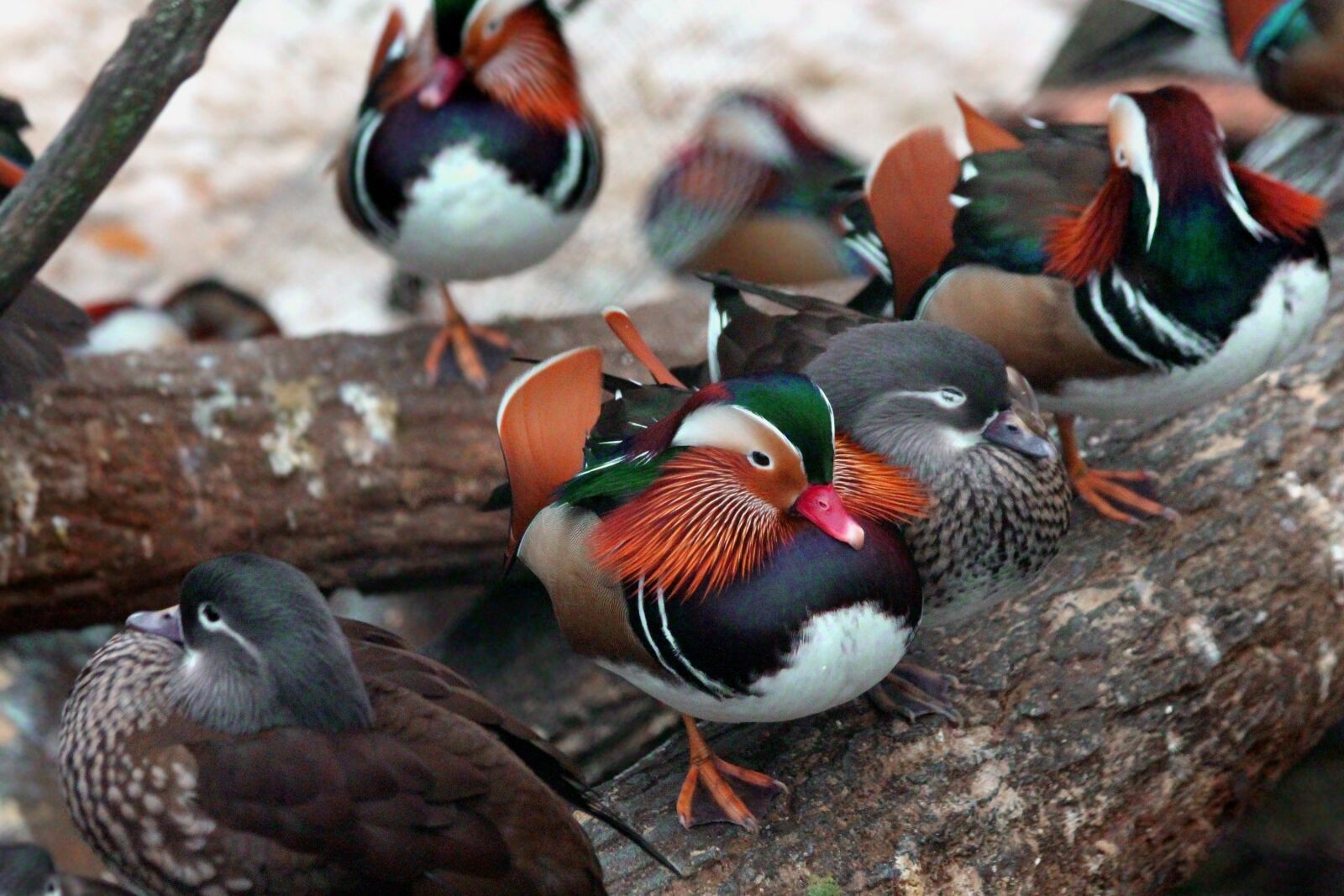 Canon EOS 650D (EOS Rebel T4i / EOS Kiss X6i) sample photo. Mandarin duck, duck, aix photography