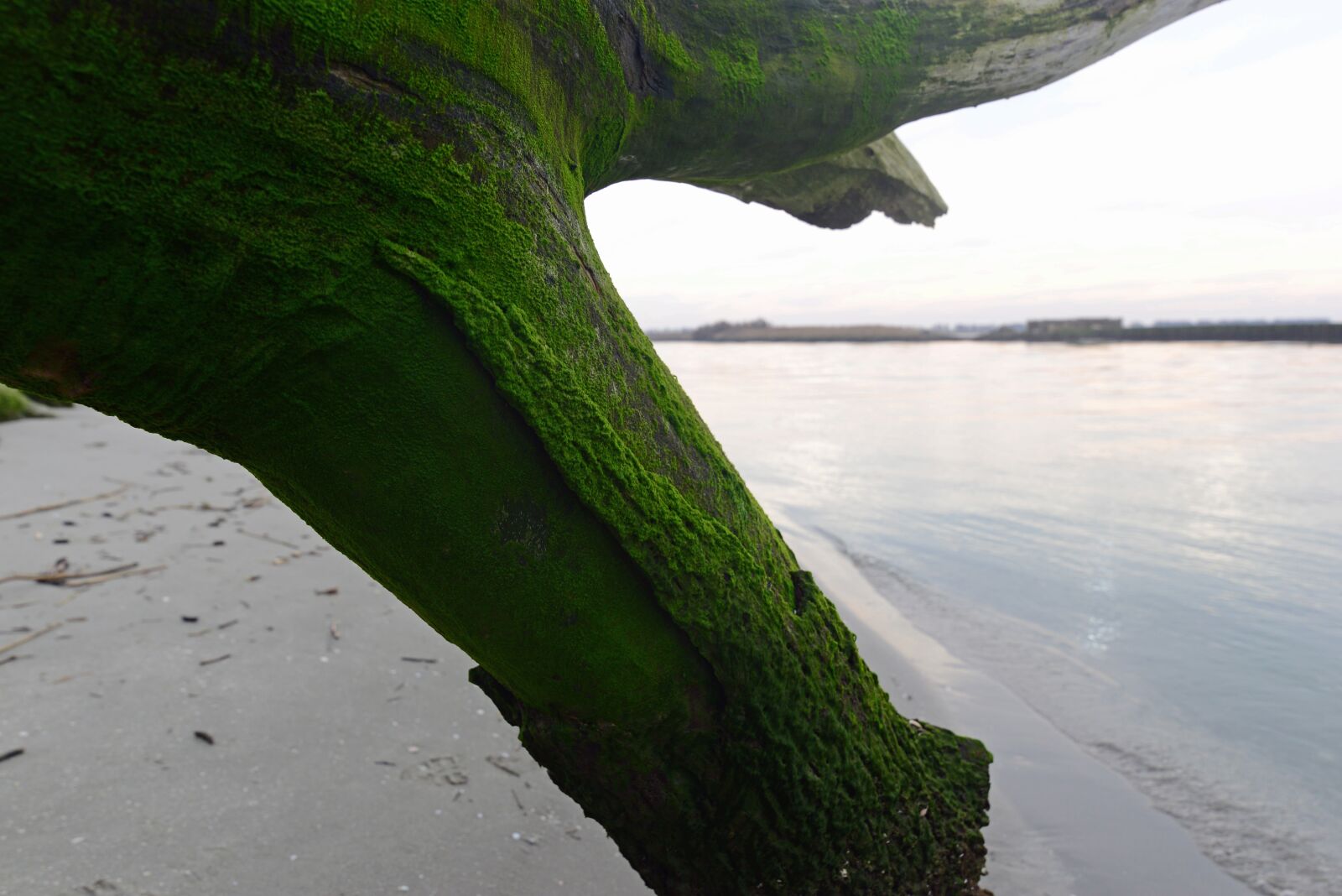 Nikon D610 sample photo. River, trunk, moss photography