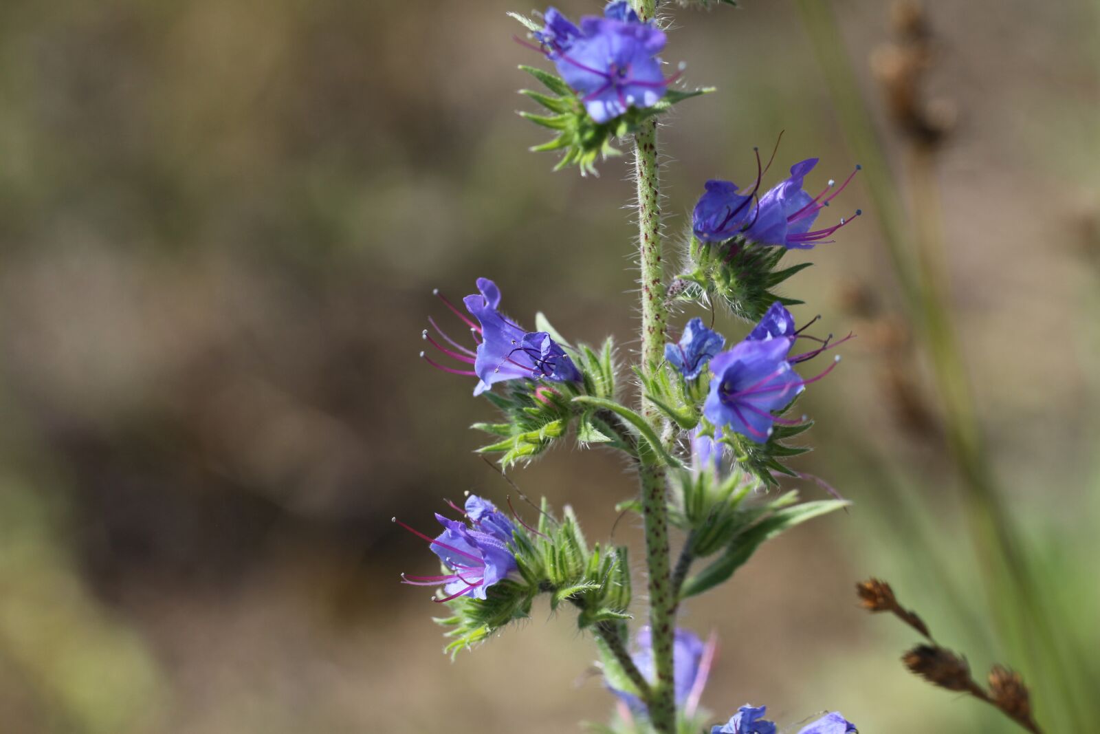 Canon EOS 50D sample photo. Viper's bugloss, blueweed, blue photography