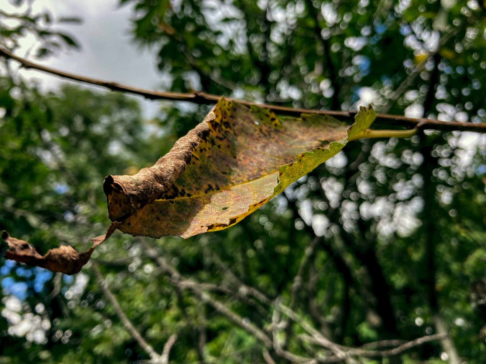 Apple iPhone SE (2nd generation) sample photo. Leaf, dry leaf, nature photography