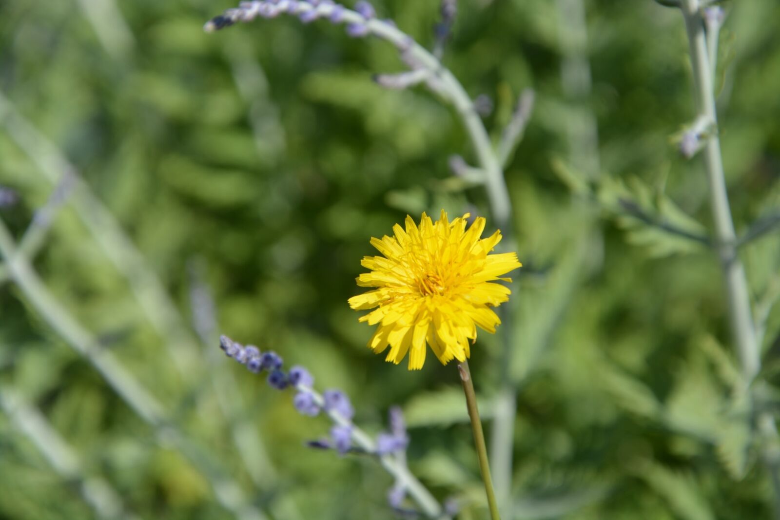 Nikon D5200 sample photo. Flower, pre, nature photography