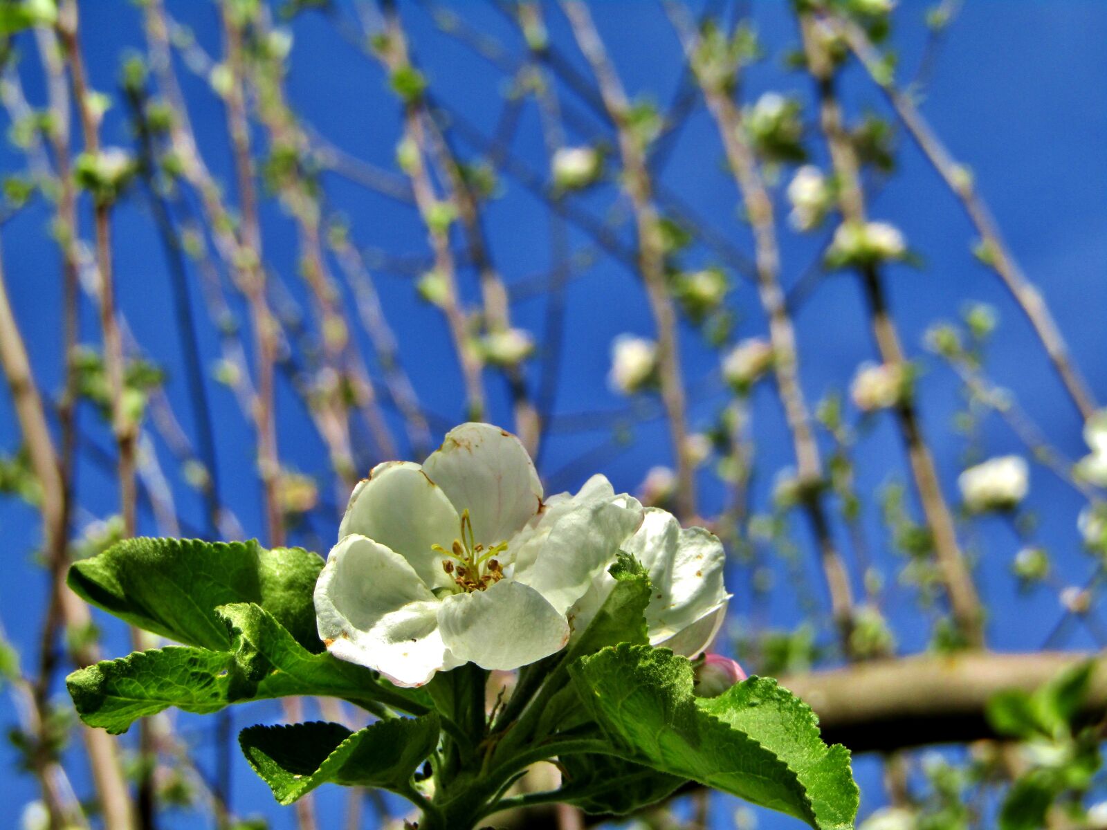 Canon POWERSHOT SX432 IS sample photo. Apple blossoms, white, apple photography