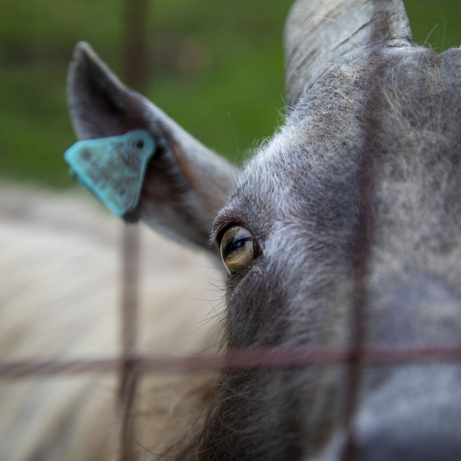 Canon EOS 5D Mark IV sample photo. Goat, animal, nature photography