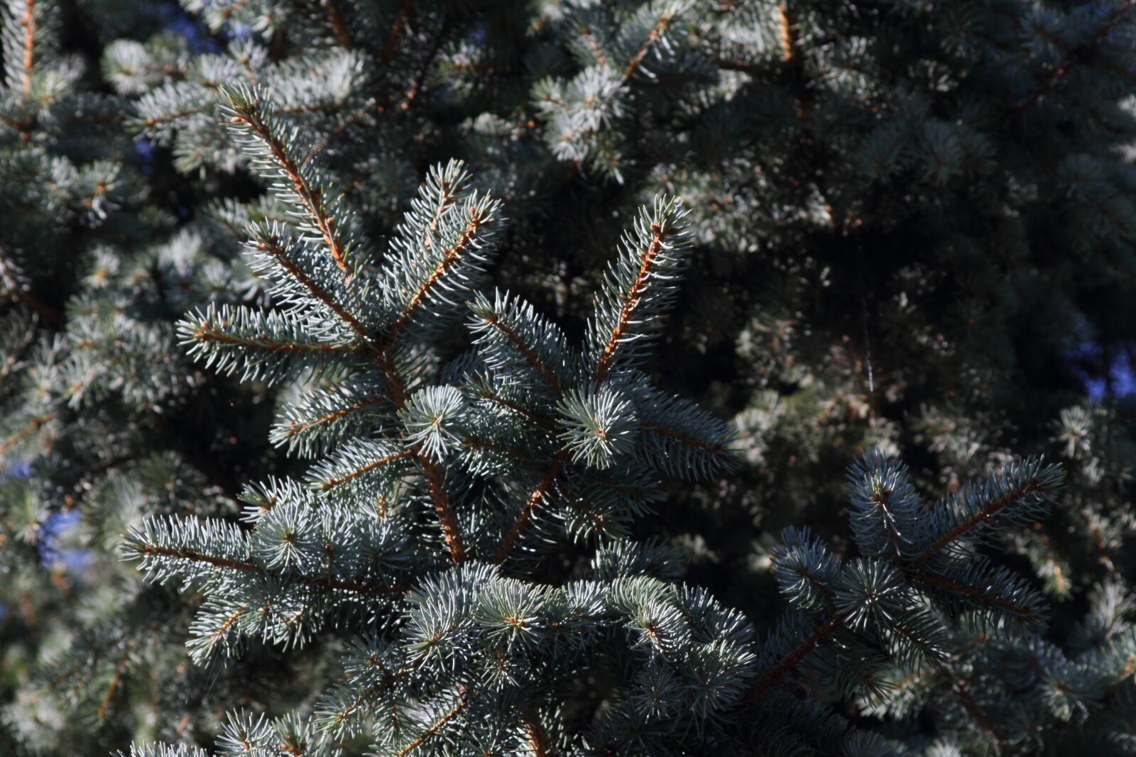Canon EOS 7D sample photo. Fir tree, forest, nature photography