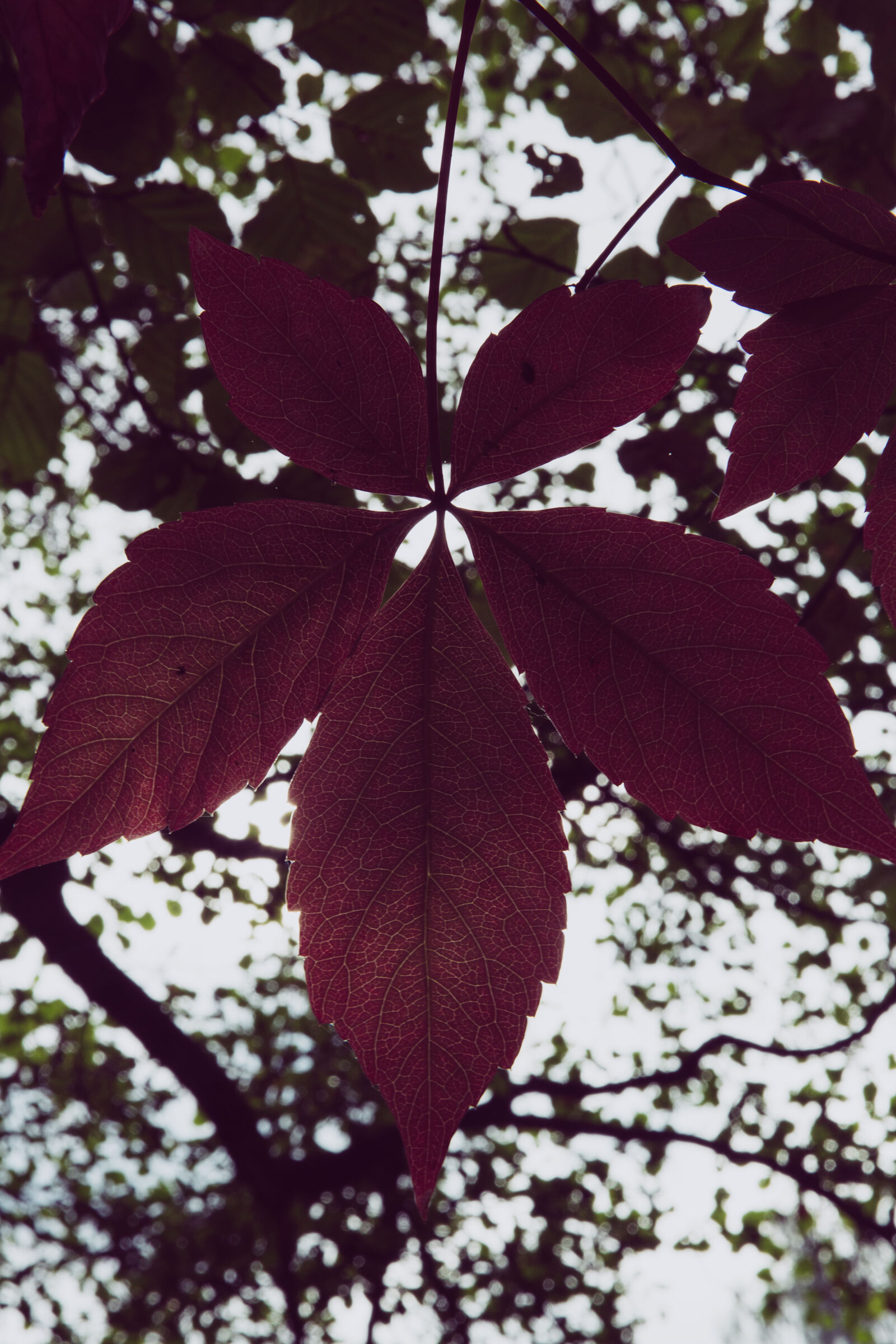 Canon EF 24-70mm F2.8L II USM sample photo. Nature, blur, leaves, tree photography