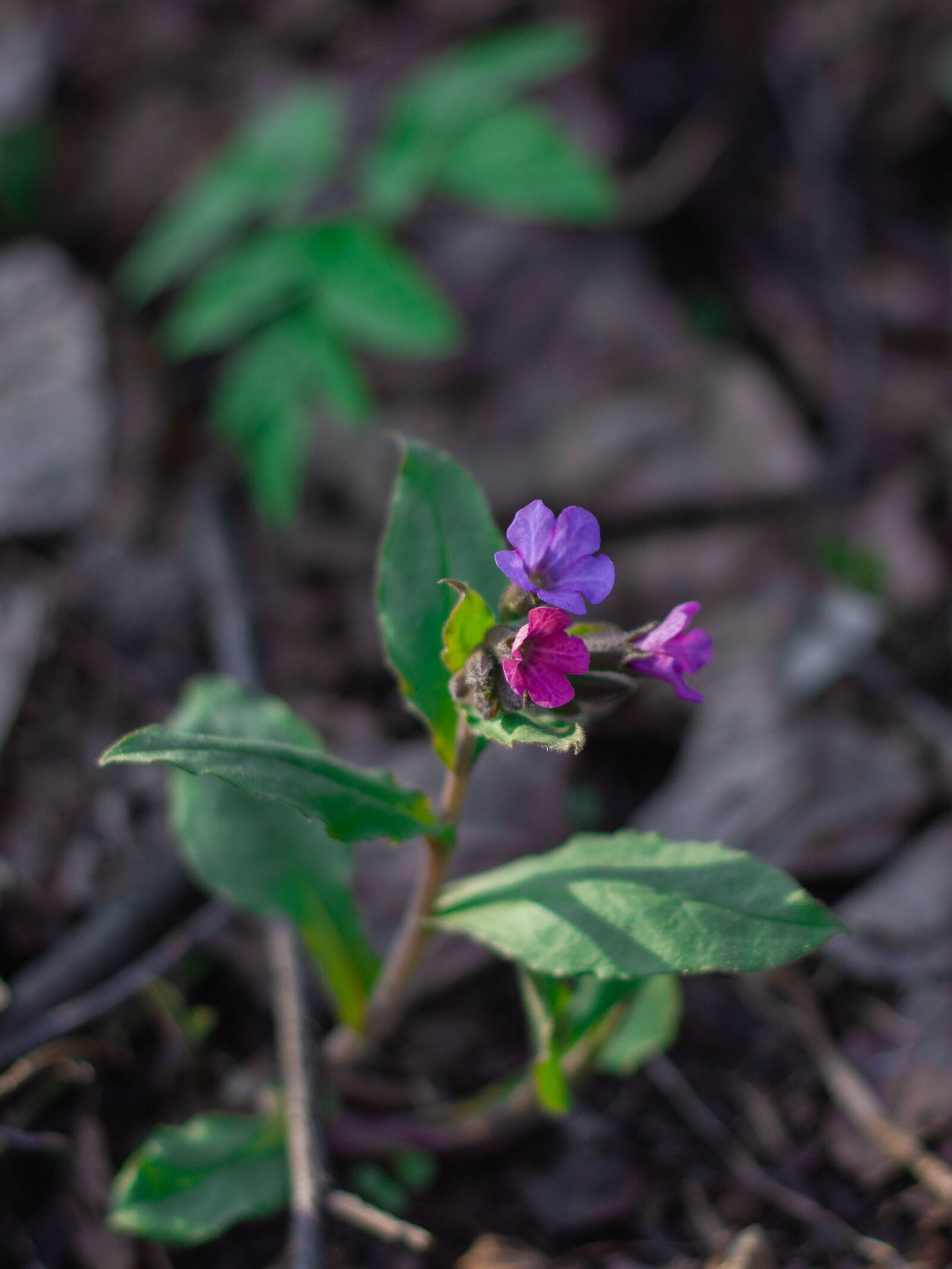 Canon EOS 550D (EOS Rebel T2i / EOS Kiss X4) + Canon EF 50mm F1.8 II sample photo. Lungwort, flower, spring photography