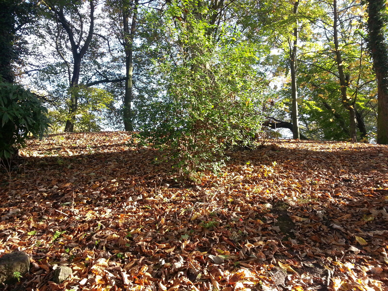 Samsung Galaxy Note2 sample photo. Autumn, brown, fall, leaves photography