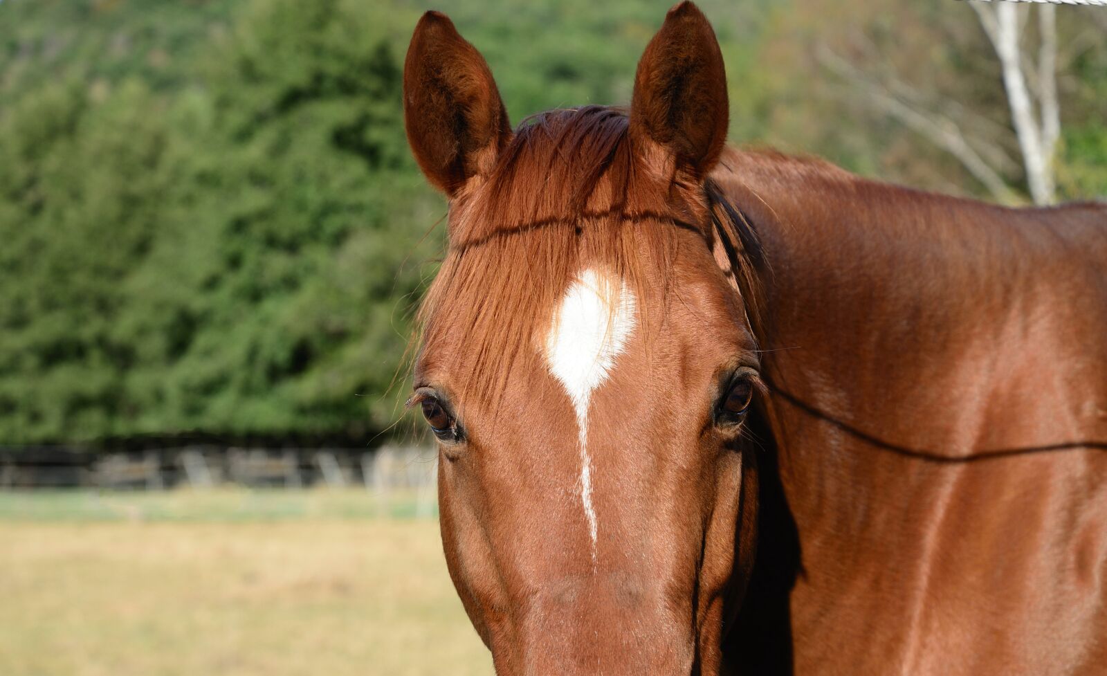 Nikon D610 sample photo. Horse, pasture, animal photography
