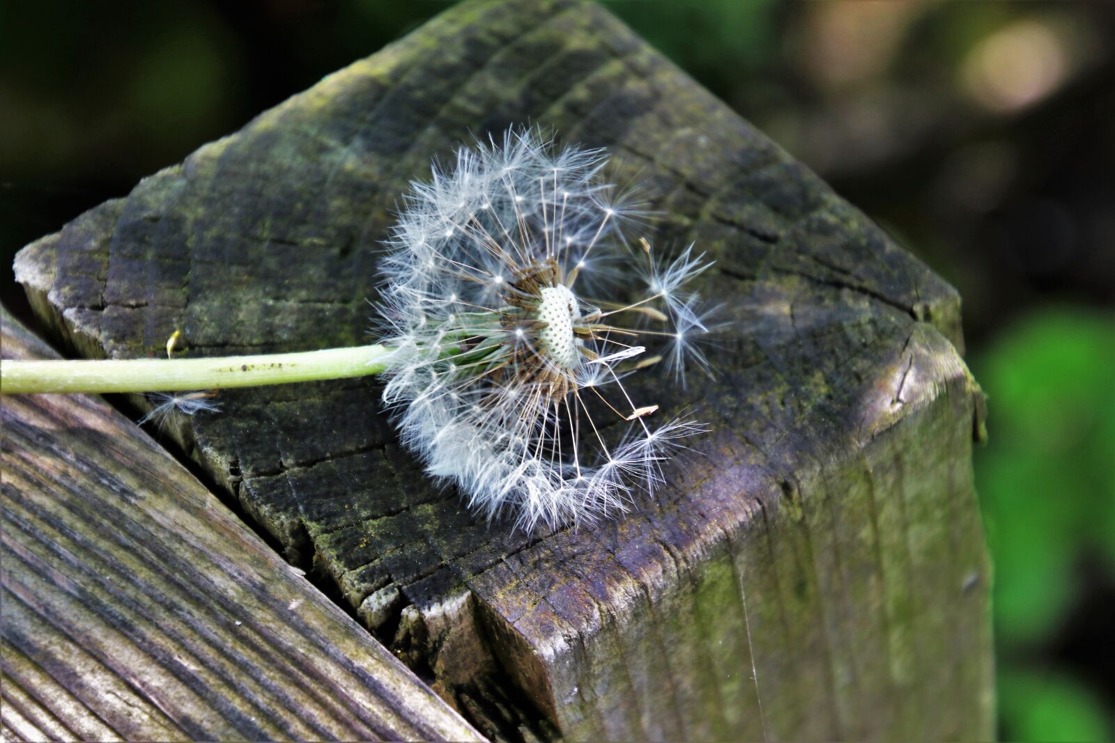 Canon EOS 80D sample photo. Dandelion, spring, wood photography