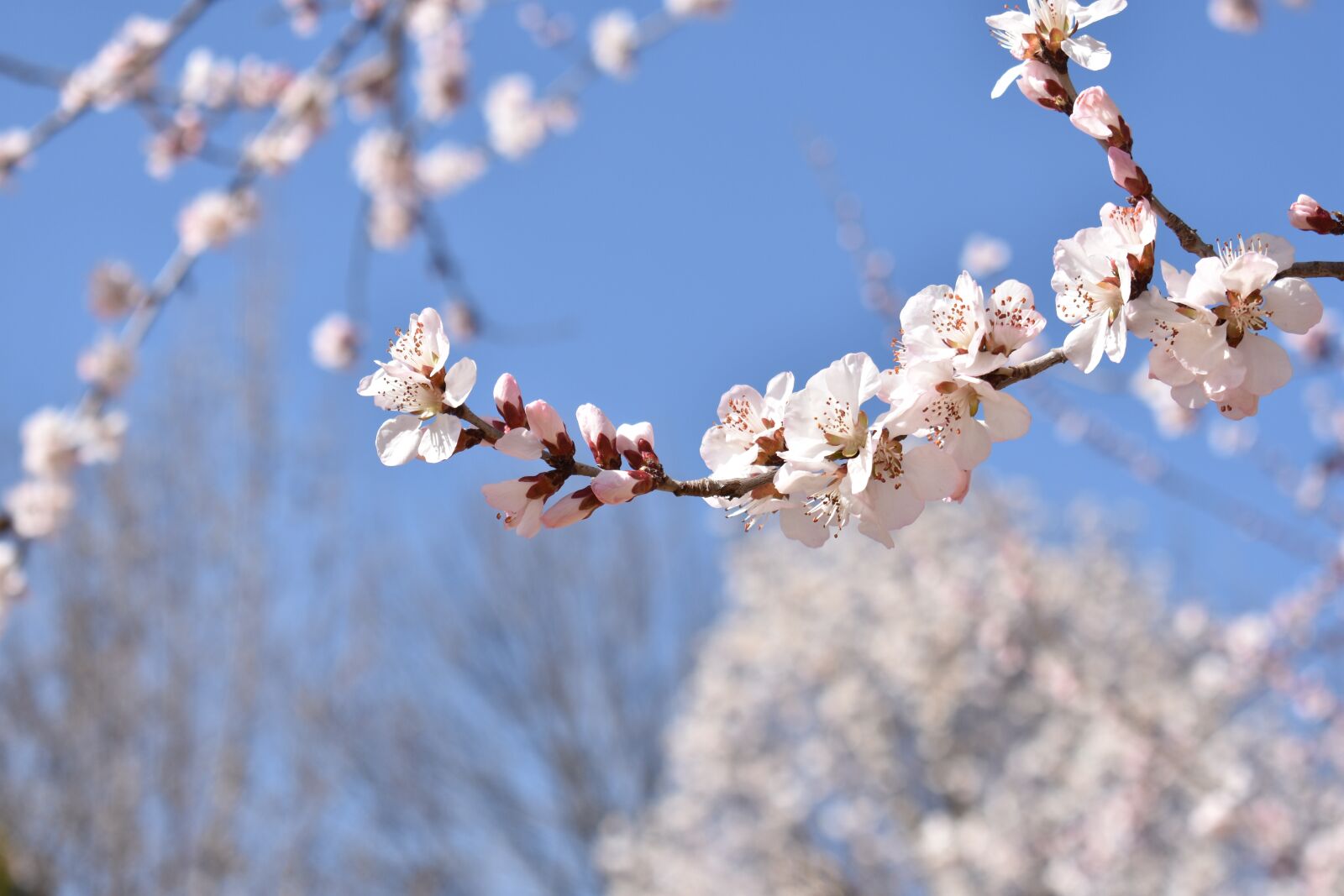 Nikon D3400 sample photo. Flower, blue sky, white photography