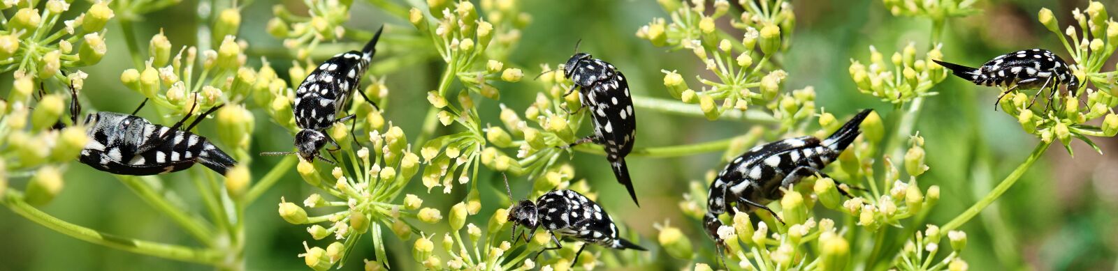 Olympus TG-5 sample photo. Insects, spotted, bugs photography
