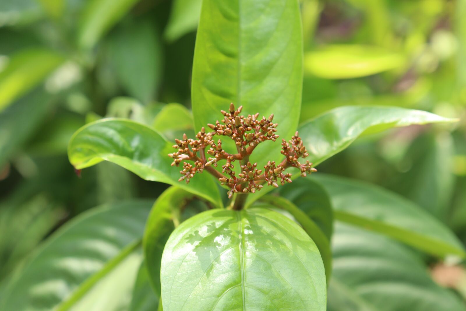 Canon EOS 250D (EOS Rebel SL3 / EOS Kiss X10 / EOS 200D II) sample photo. Kerala, green, tree photography