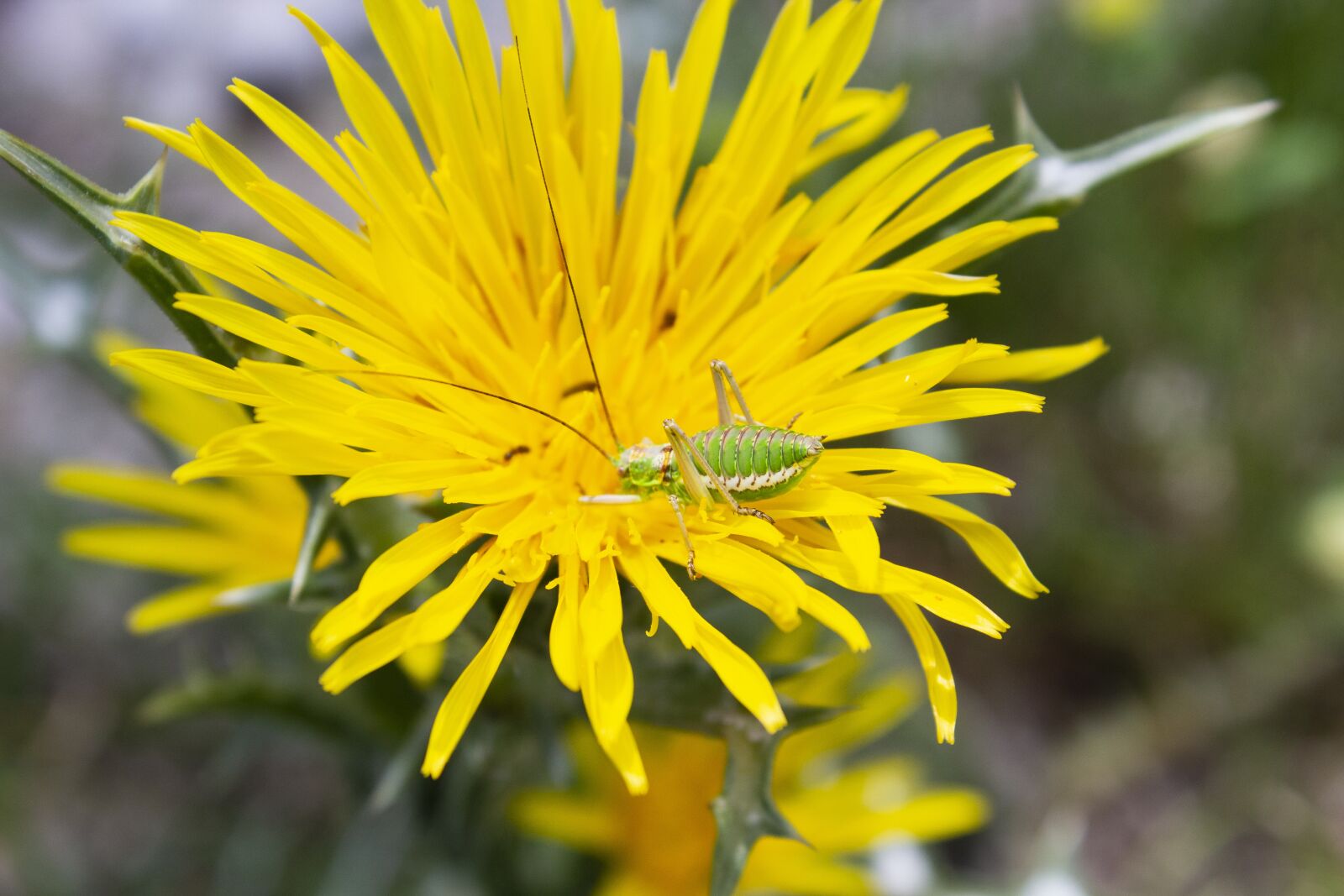 Canon EOS 600D (Rebel EOS T3i / EOS Kiss X5) sample photo. Flower, nature, insect photography