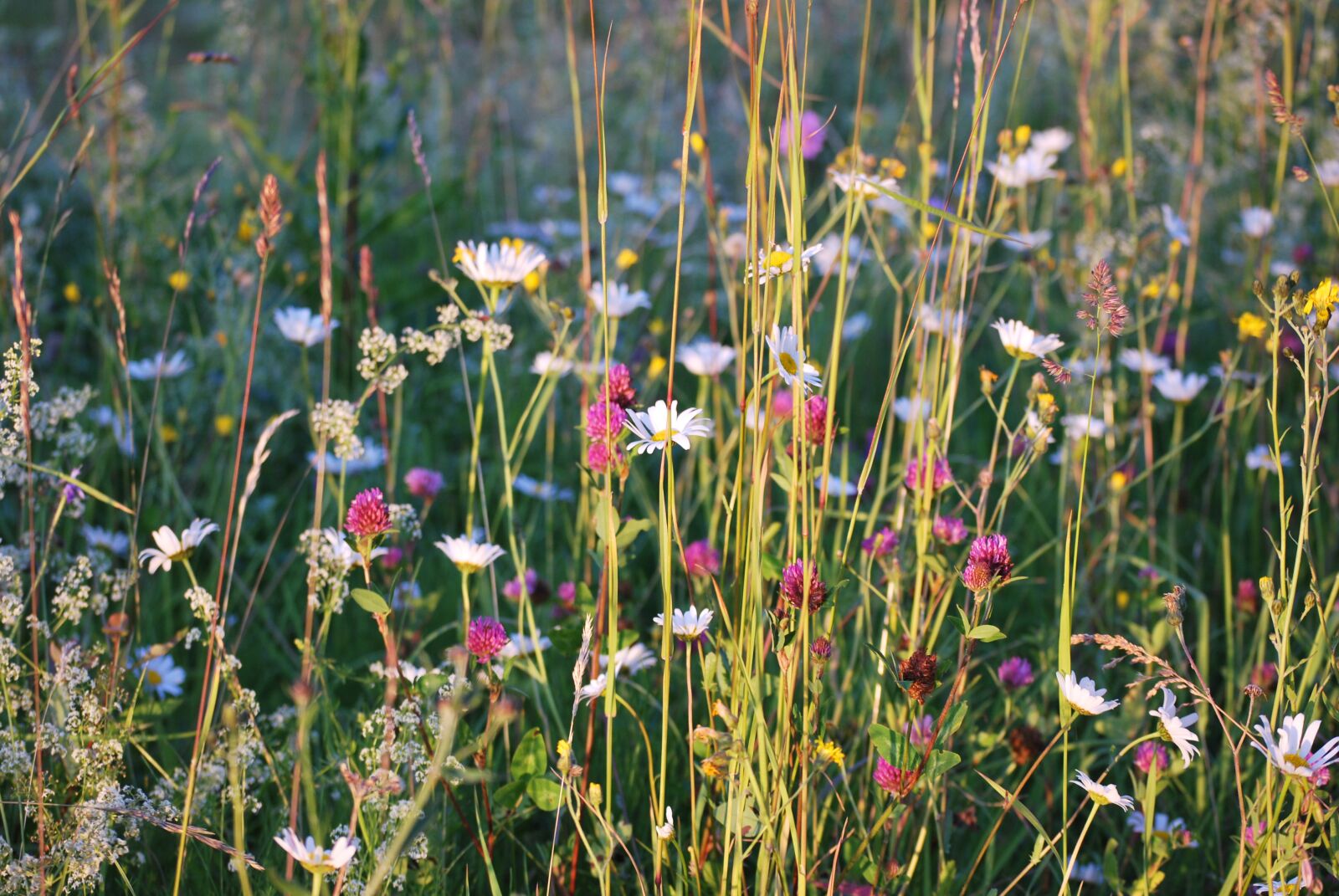 Nikon D60 sample photo. Summer meadow, flowers, nature photography