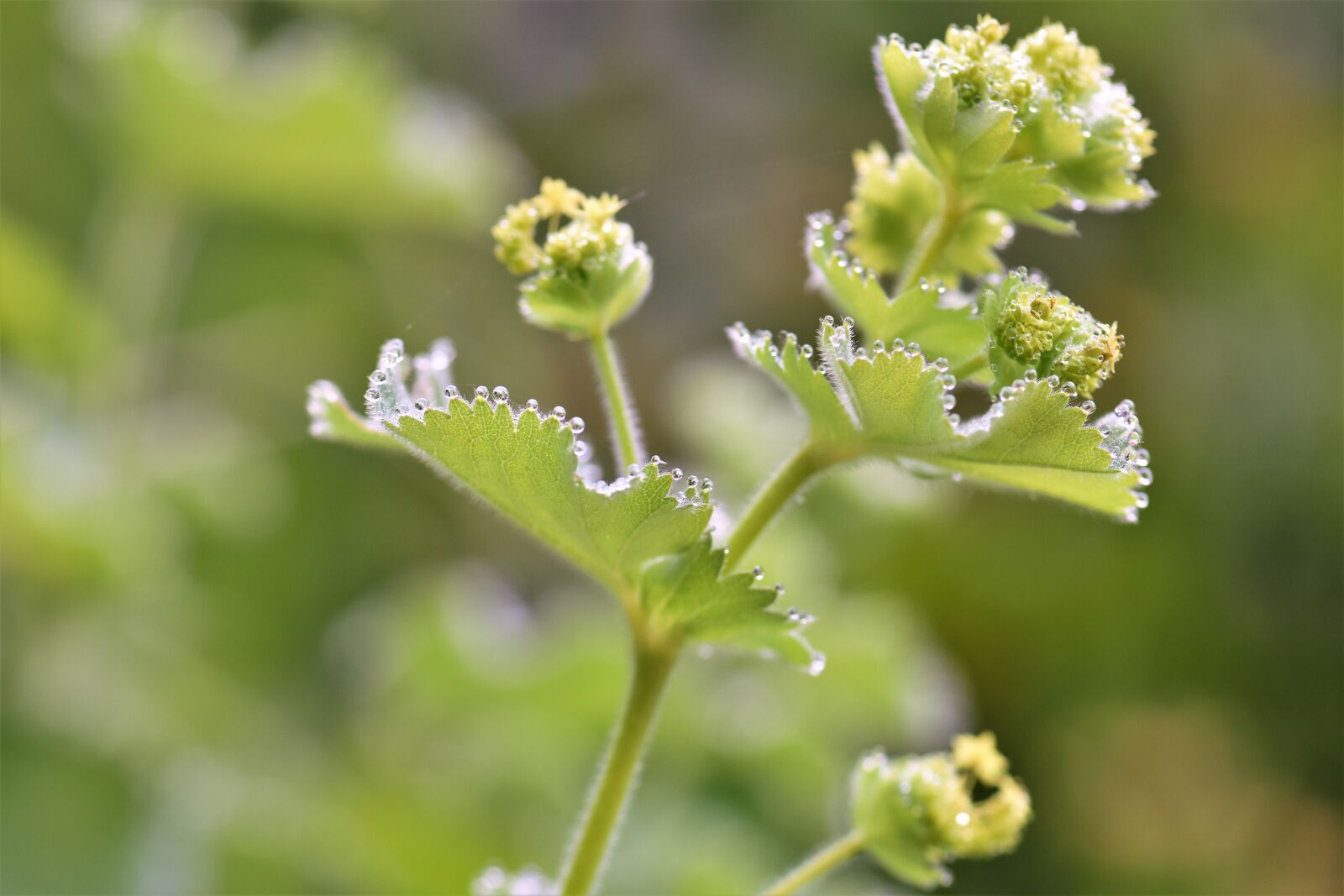Nikon D5500 sample photo. Frauenmantel, plant, medicinal plant photography