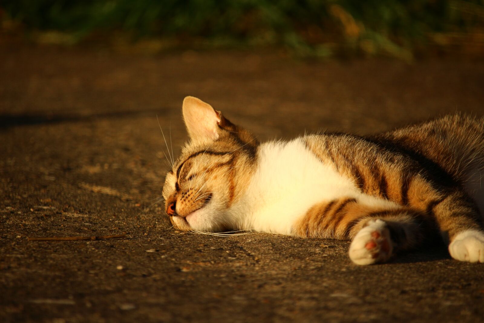 Canon EOS 100D (EOS Rebel SL1 / EOS Kiss X7) sample photo. Cat, kitten, mackerel photography