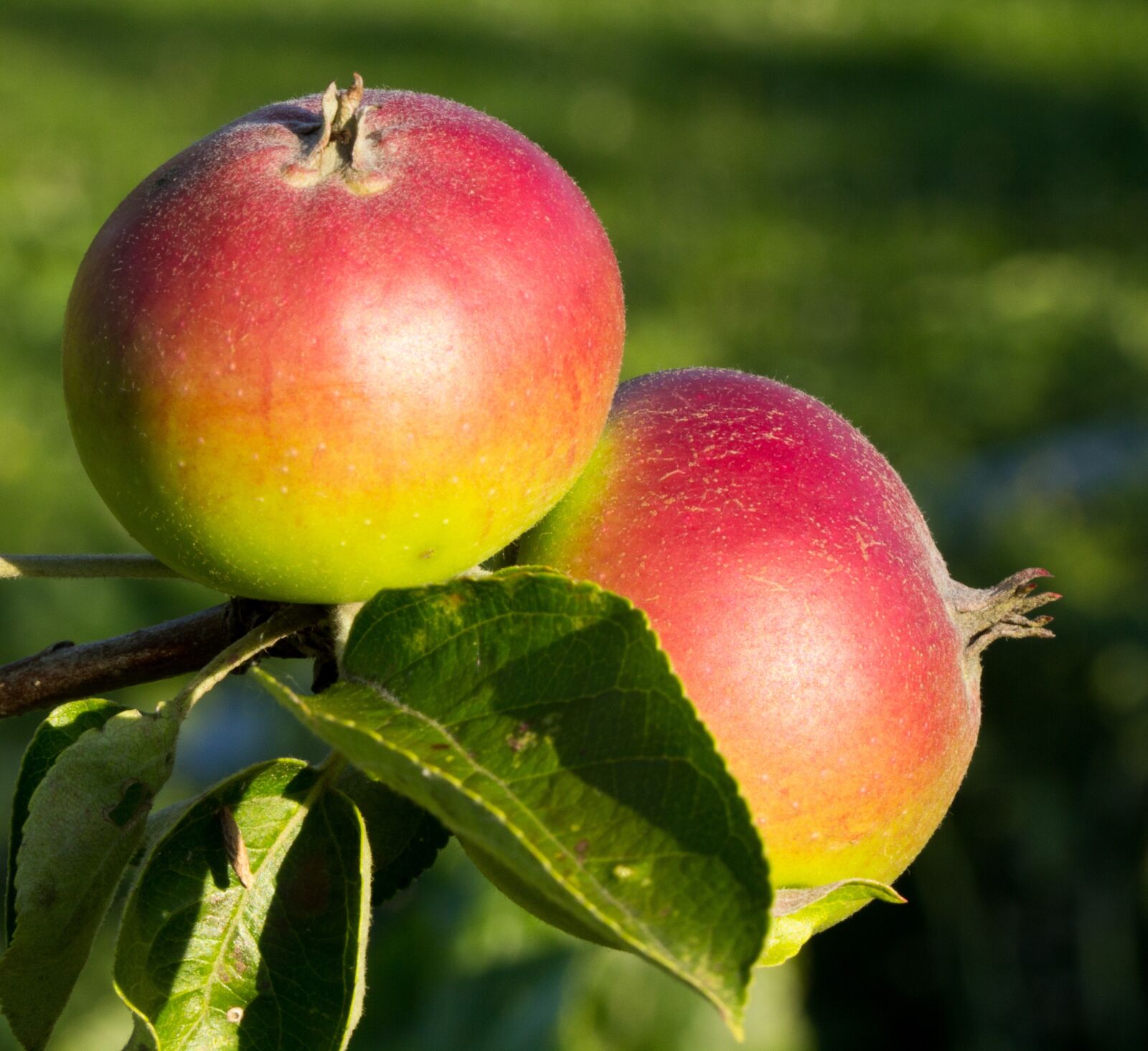 Canon EOS 60D sample photo. Apple, close up, nature photography