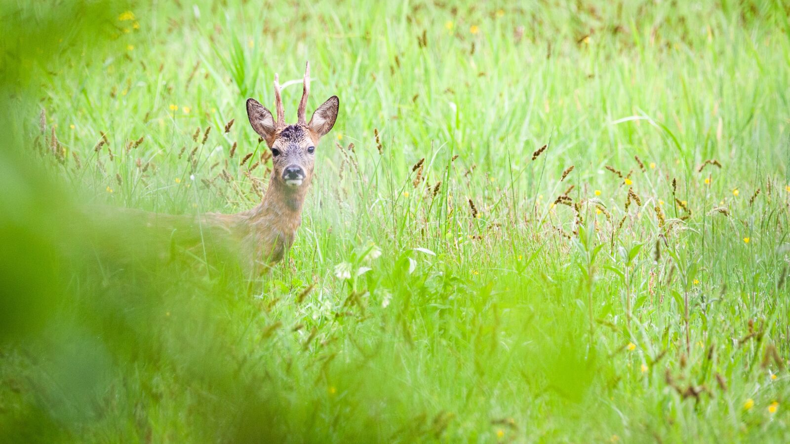 Canon EOS 5D Mark II sample photo. Roe deer, animals, sauvage photography