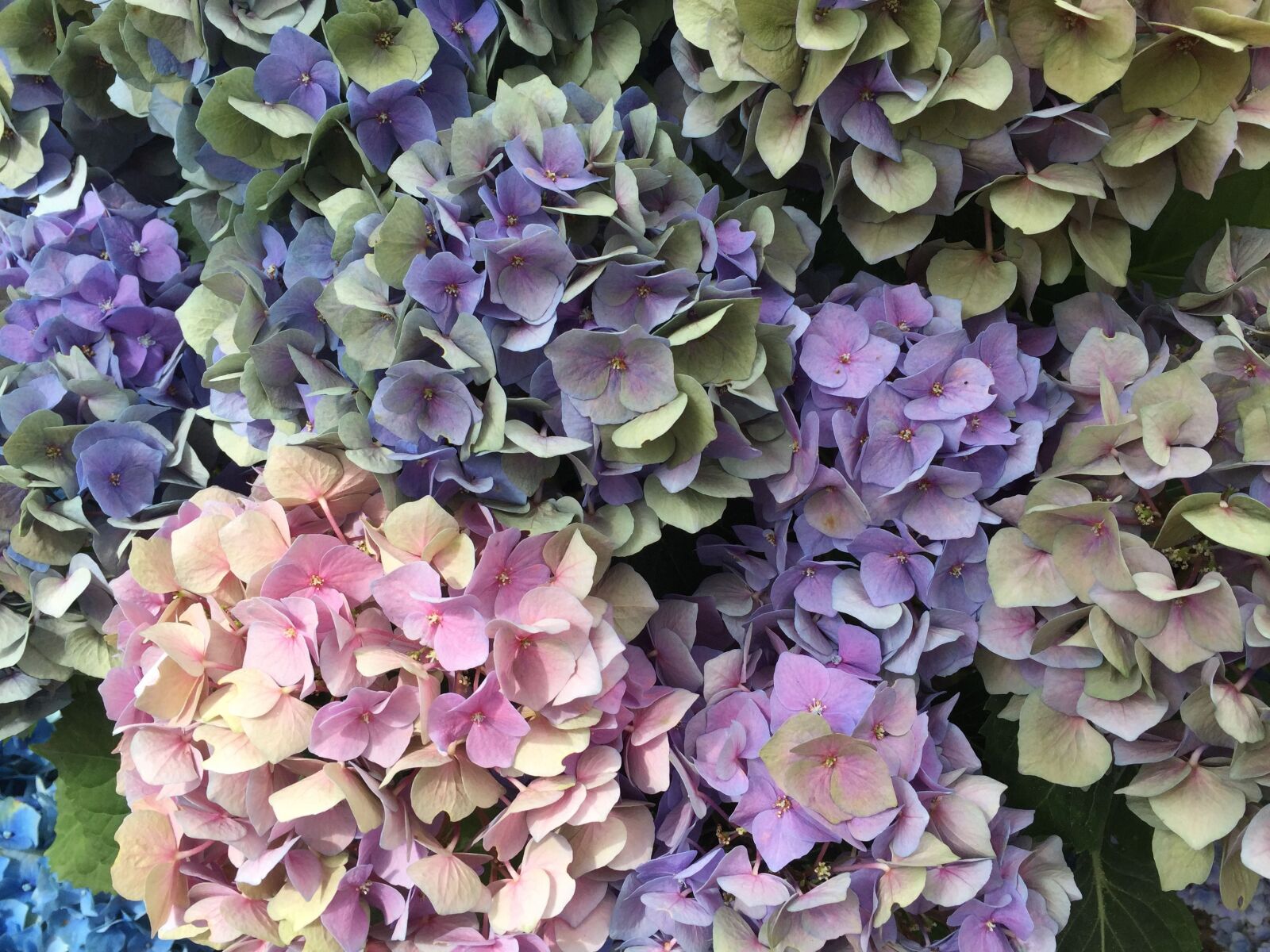 Apple iPhone 6 sample photo. Hydrangeas, flower, nature photography