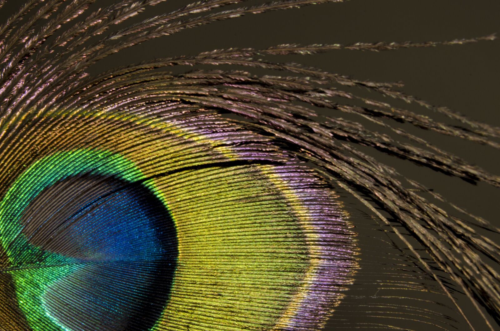 Nikon D7000 sample photo. Peacock, close, colorful photography