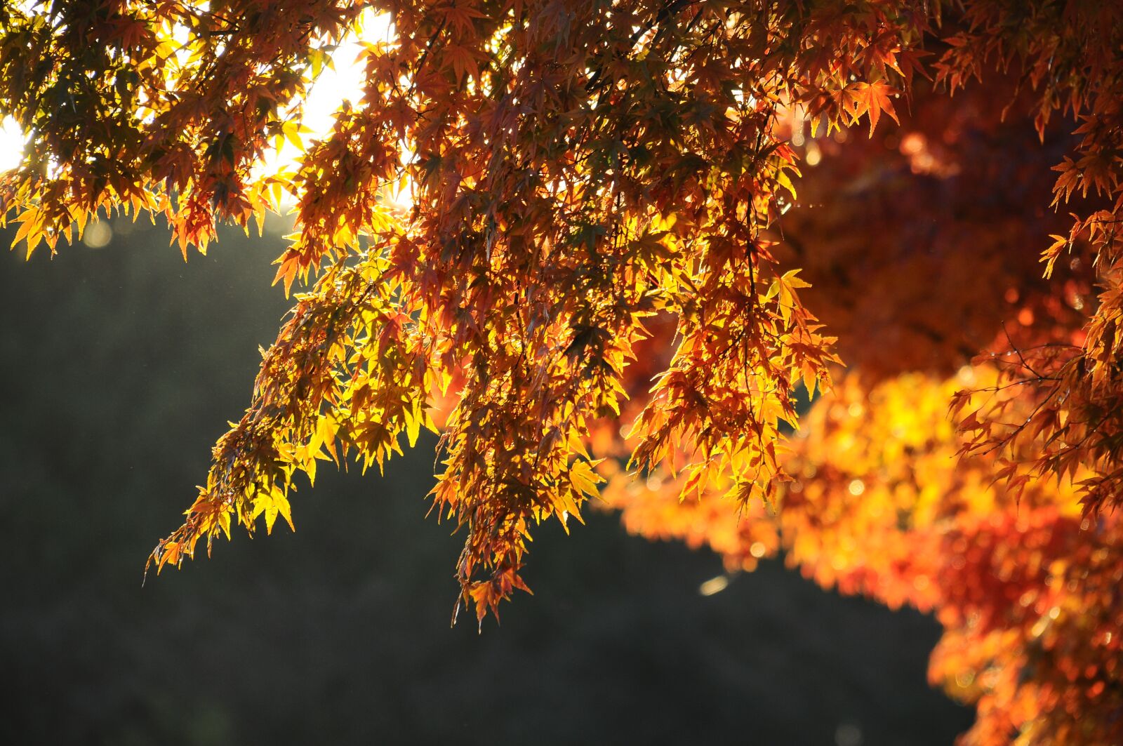 Nikon D300S sample photo. Autumnal leaves, maple, morning photography