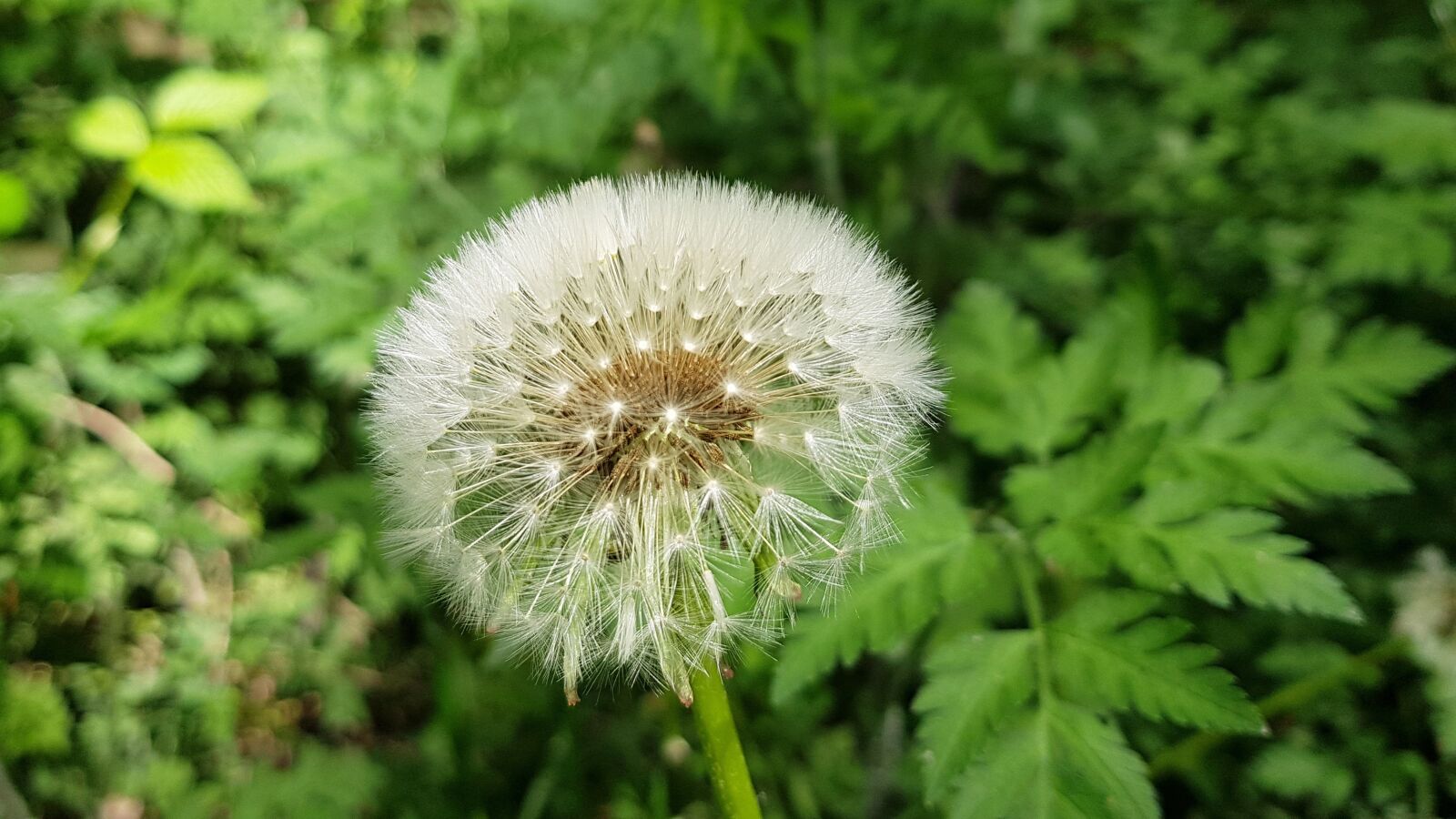 Samsung Galaxy S8+ sample photo. Dandelion, lint, overblown photography