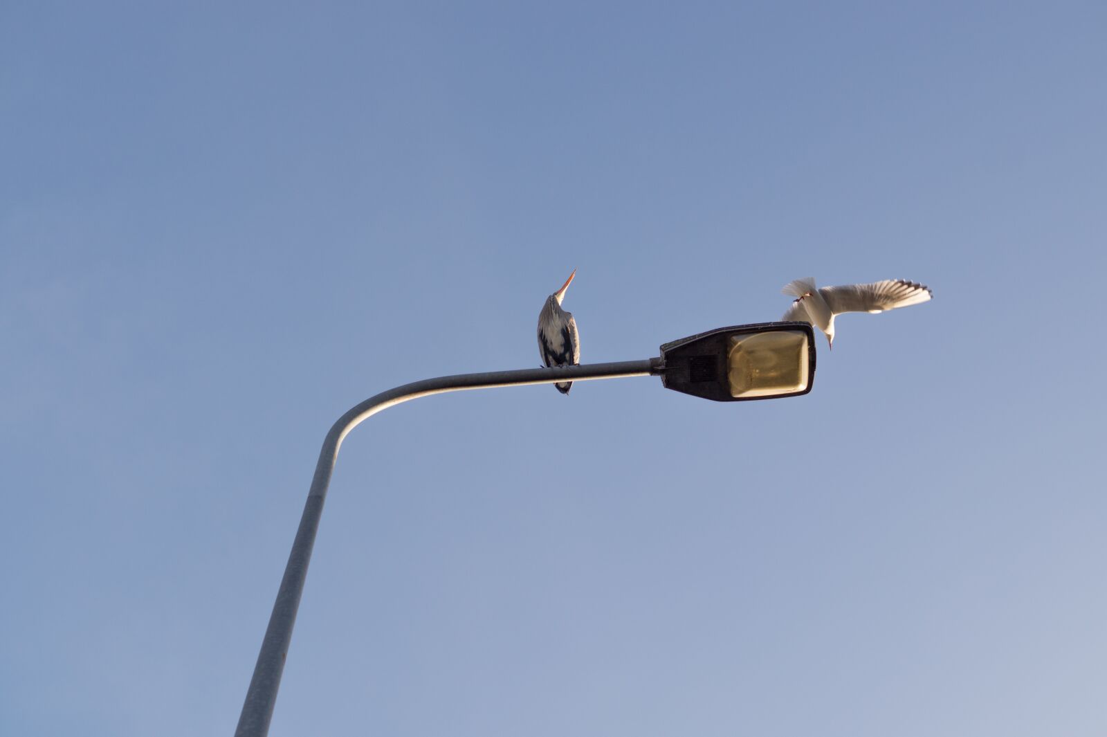 Sony SLT-A58 + Sony DT 35mm F1.8 SAM sample photo. Heron, lamp post, seagull photography