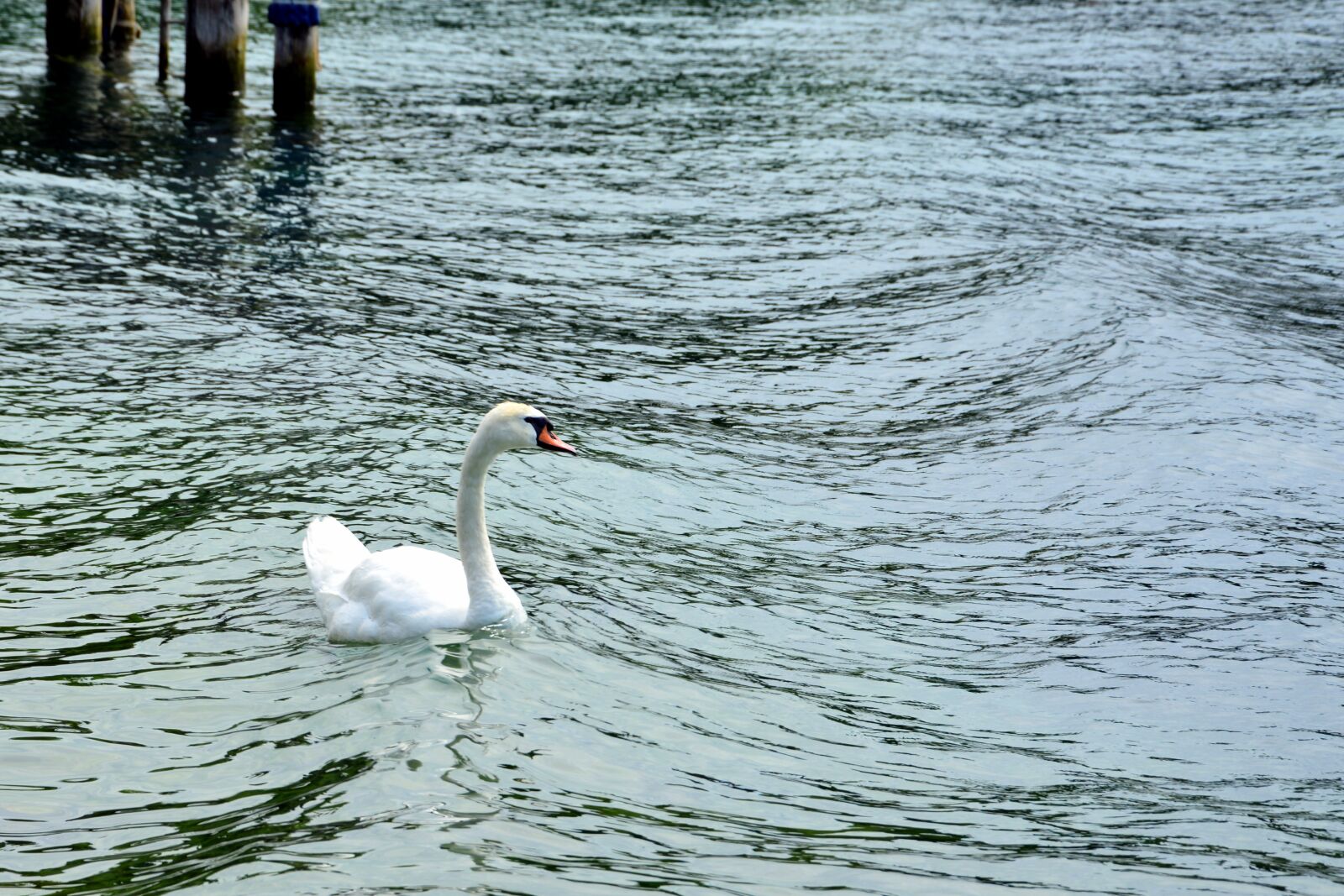 Nikon D7100 sample photo. Swan, water, choppy photography
