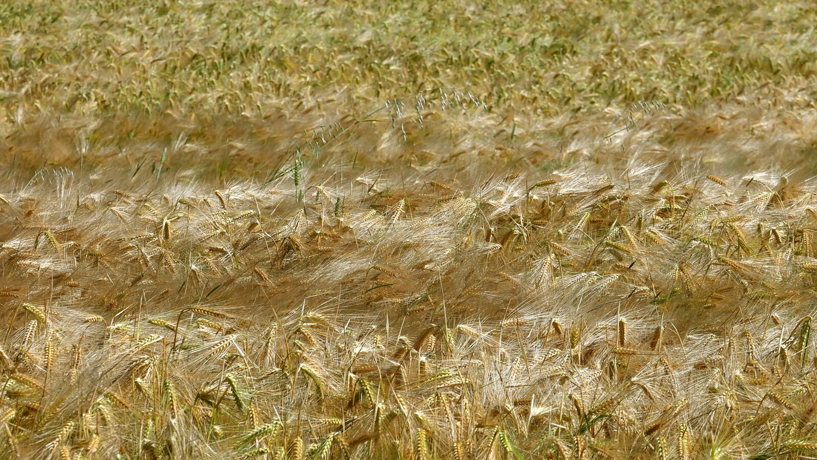 Panasonic Lumix DMC-GX85 (Lumix DMC-GX80 / Lumix DMC-GX7 Mark II) sample photo. Barley, crops, agriculture photography
